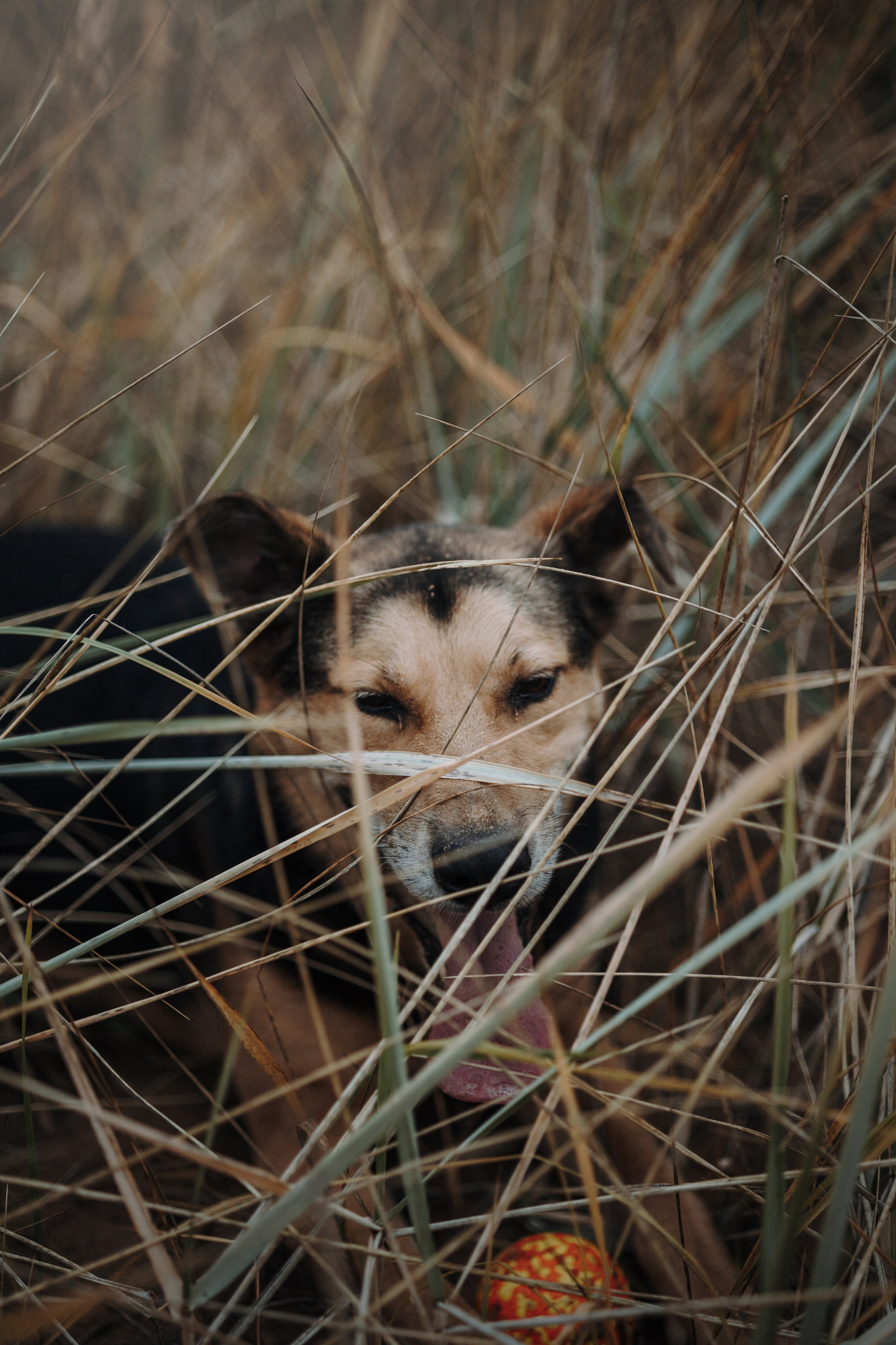 Наталья и Того. Фотограф — Анималист | Санкт-Петербург