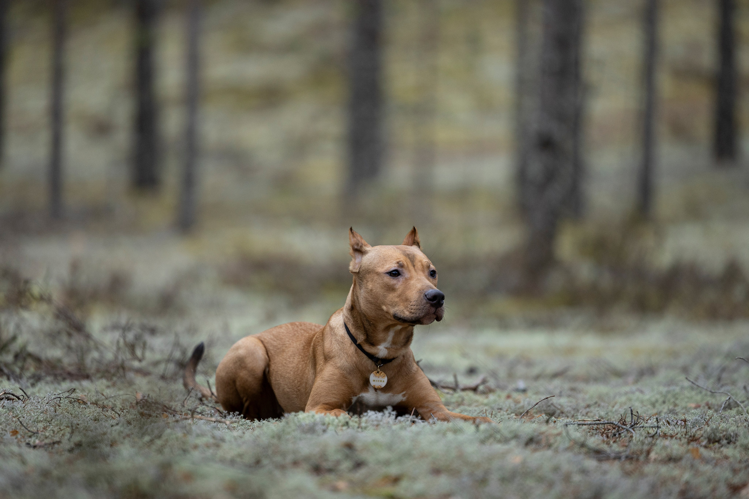 Лужские Мальдивы. Фотограф-анималист Анна Маринич
