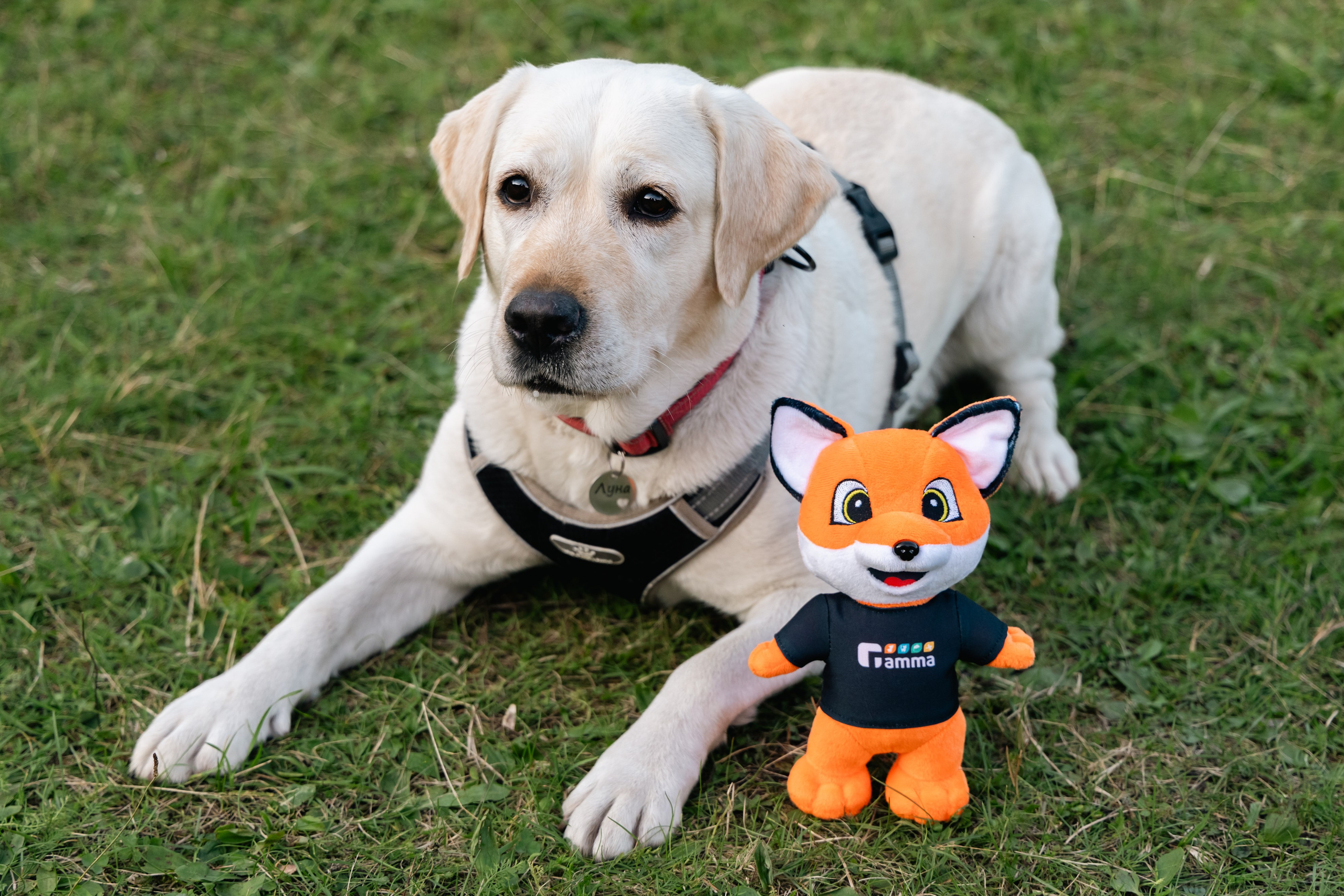 VI ОТКРЫТЫЕ КИНОЛОГИЧЕСКИЕ СОРЕВНОВАНИЯ. ЧЕЛЯБИНСКАЯ ОБЛАСТЬ 2025. Репортажный фотограф Наталья Лапцевич