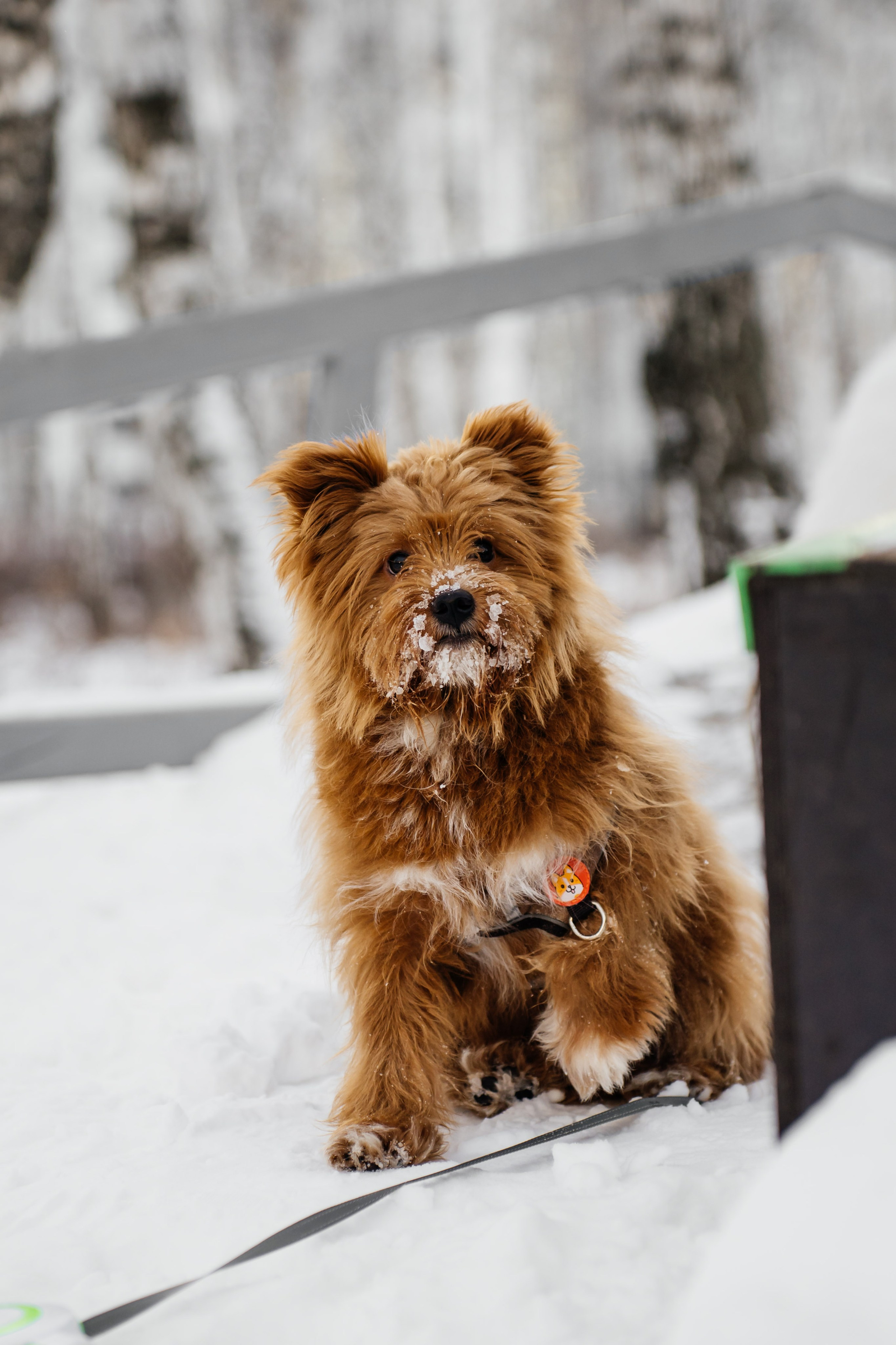 Зимняя прогулка. Видеограф и Фотограф в Челябинске Ксения и Владимир Рюмины