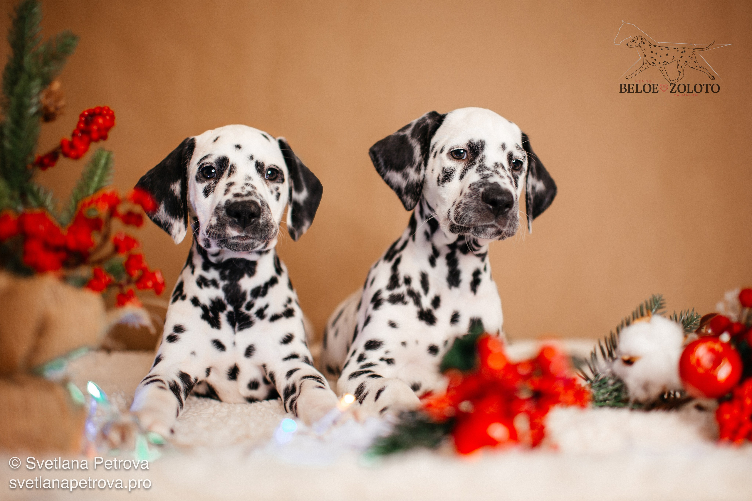 Далматины. Зима 2025. Фотограф Светлана Петрова