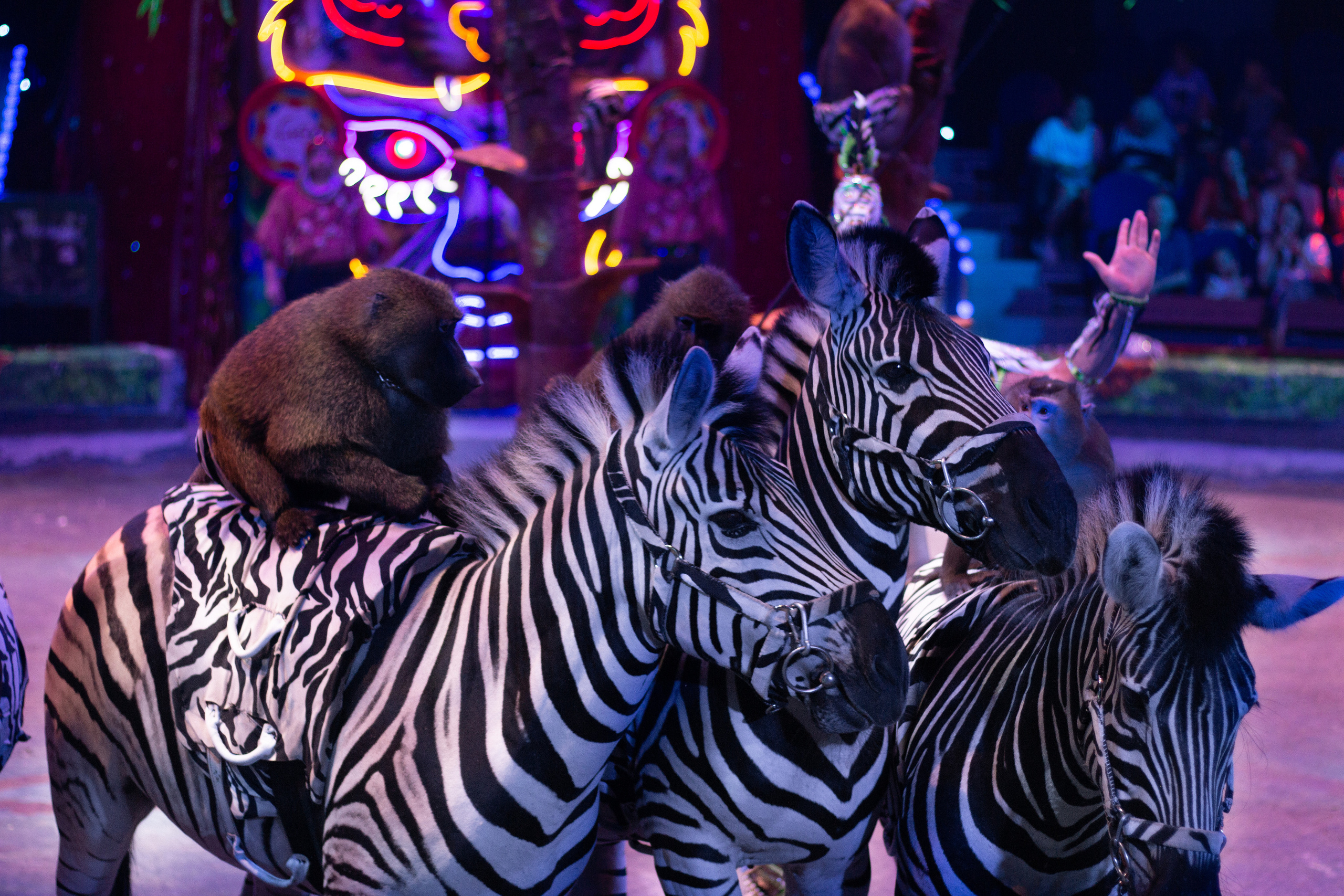 ЦИРКОВОЕ ШОУ ГИИ ЭРАДЗЕ «БУРЛЕСК». Сервис фотоуслуг во Владивостоке