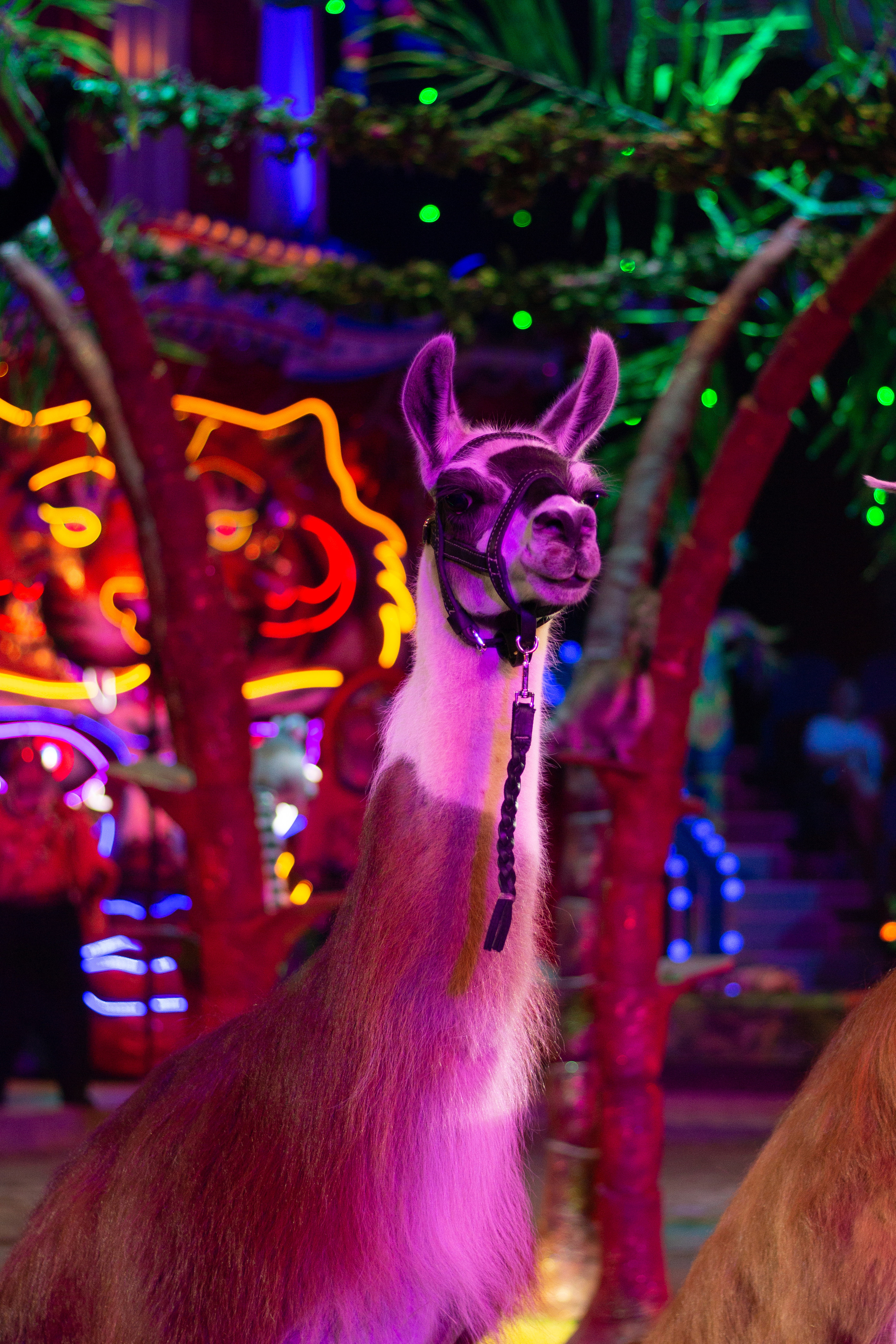 ЦИРКОВОЕ ШОУ ГИИ ЭРАДЗЕ «БУРЛЕСК». Сервис фотоуслуг во Владивостоке