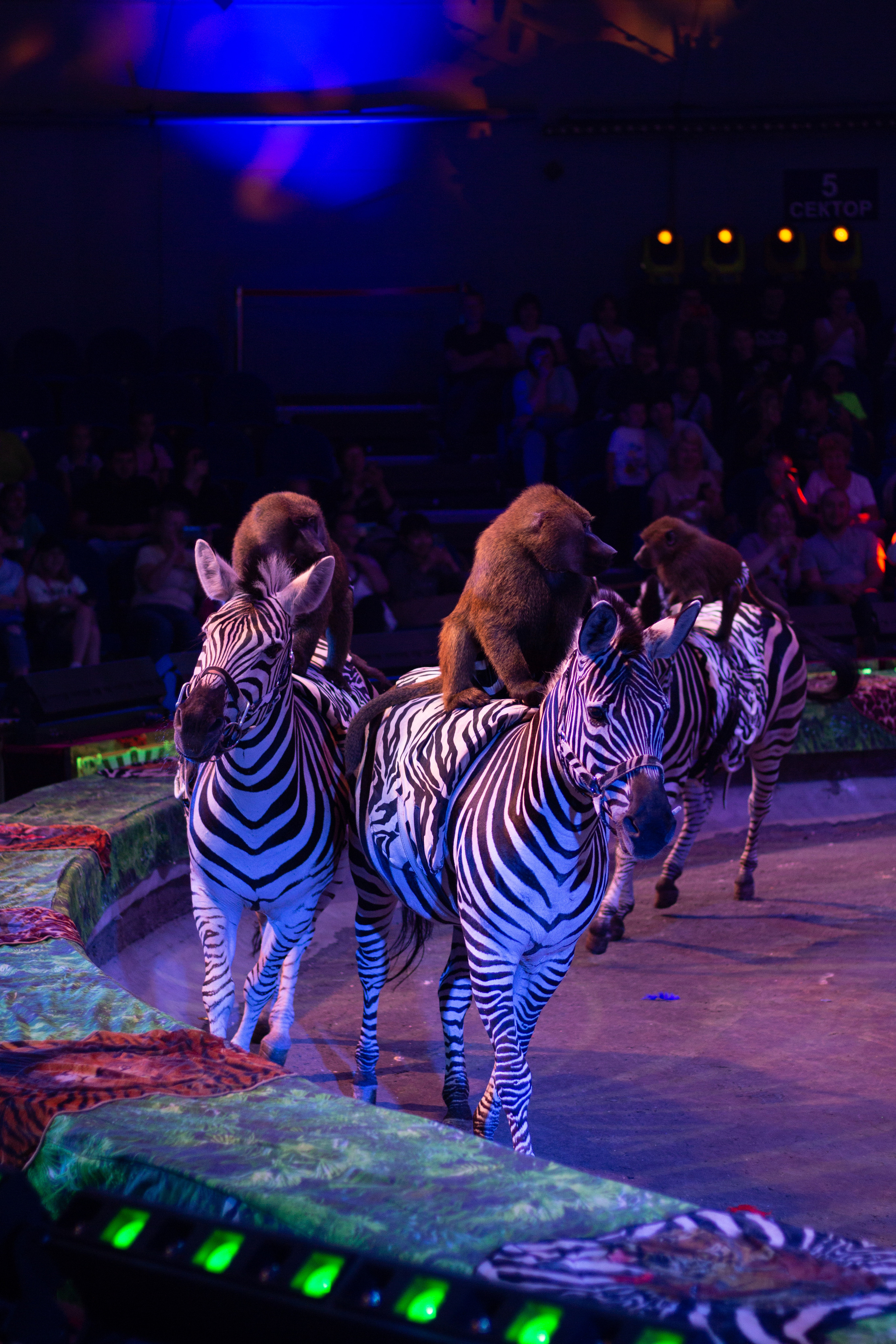 ЦИРКОВОЕ ШОУ ГИИ ЭРАДЗЕ «БУРЛЕСК». Сервис фотоуслуг во Владивостоке