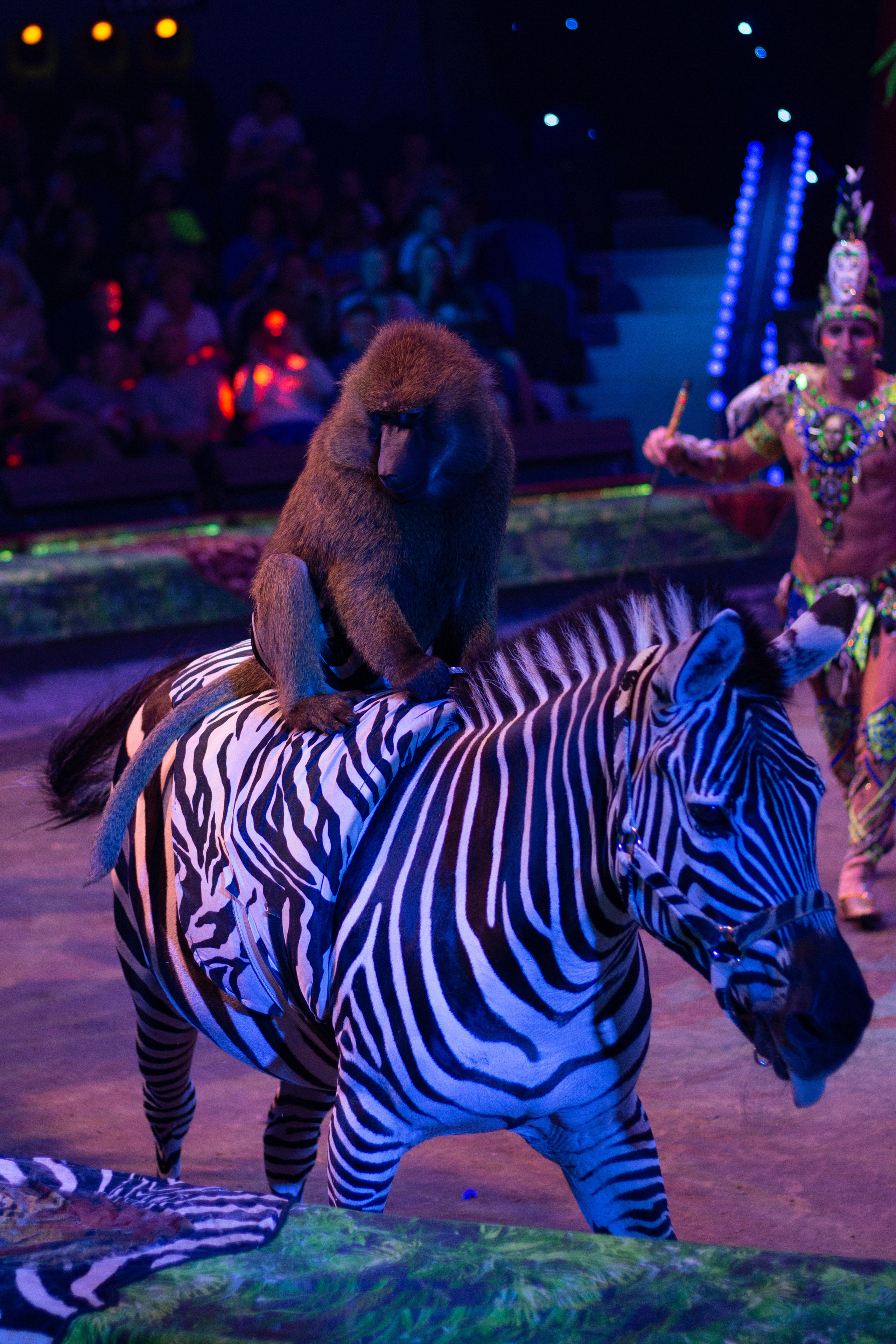 ЦИРКОВОЕ ШОУ ГИИ ЭРАДЗЕ «БУРЛЕСК». Сервис фотоуслуг во Владивостоке