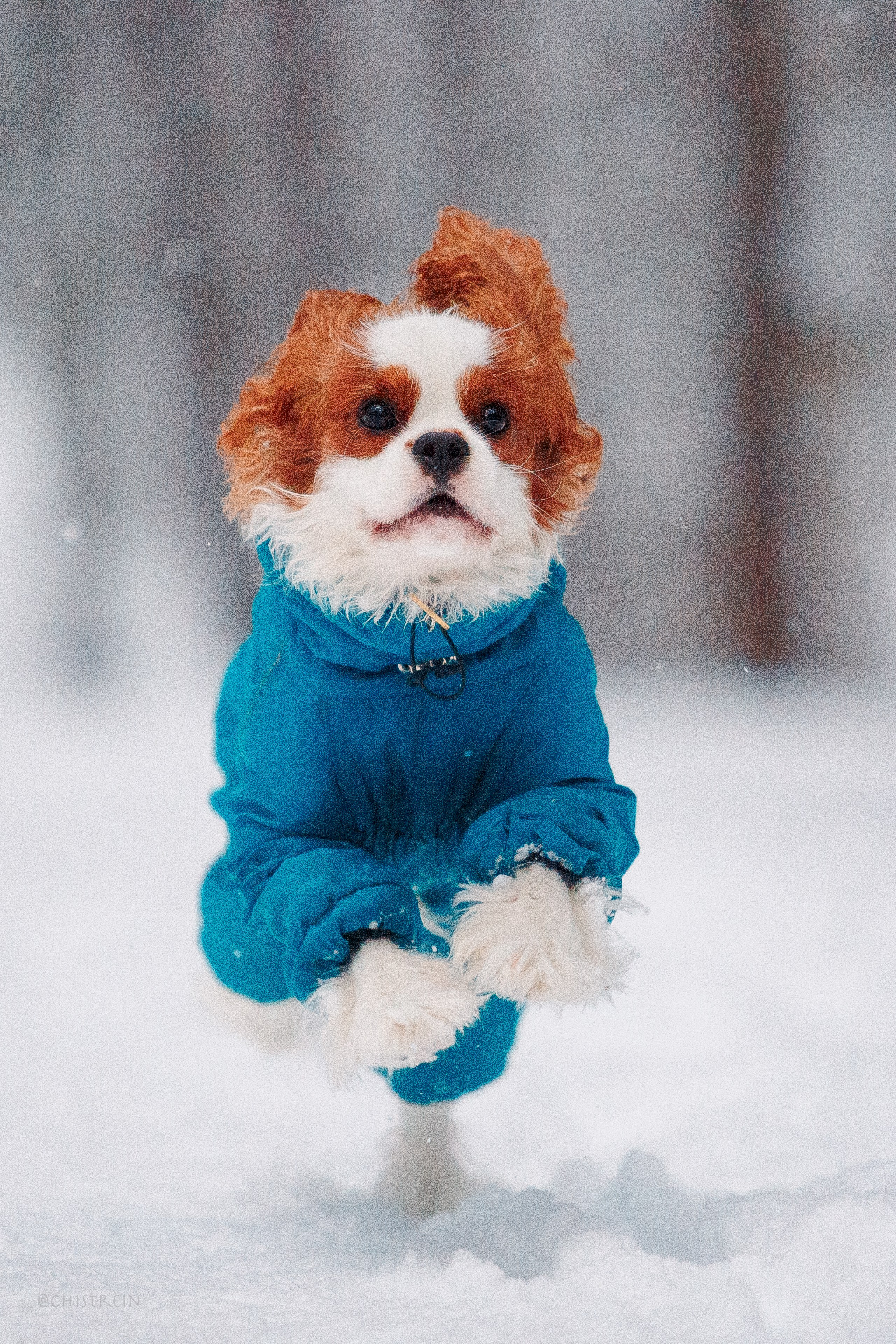 Внезапно апрельская зима. Фотограф-анималист Наталия Чистюхина в г. Сосновый Бор и ЛО