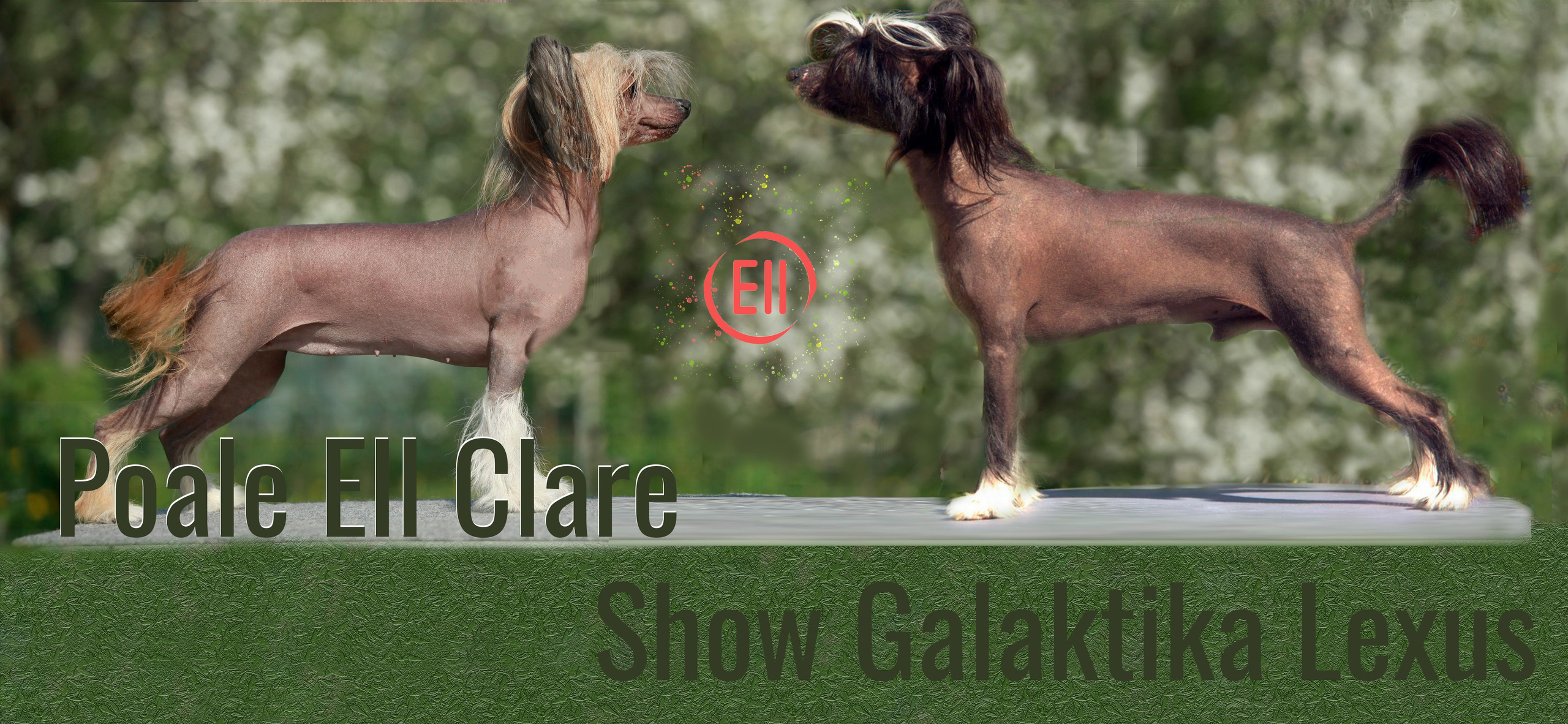 Помёт D | 16.10.2025. Питомник китайских хохлатых собак Poale Ell: купить щенка