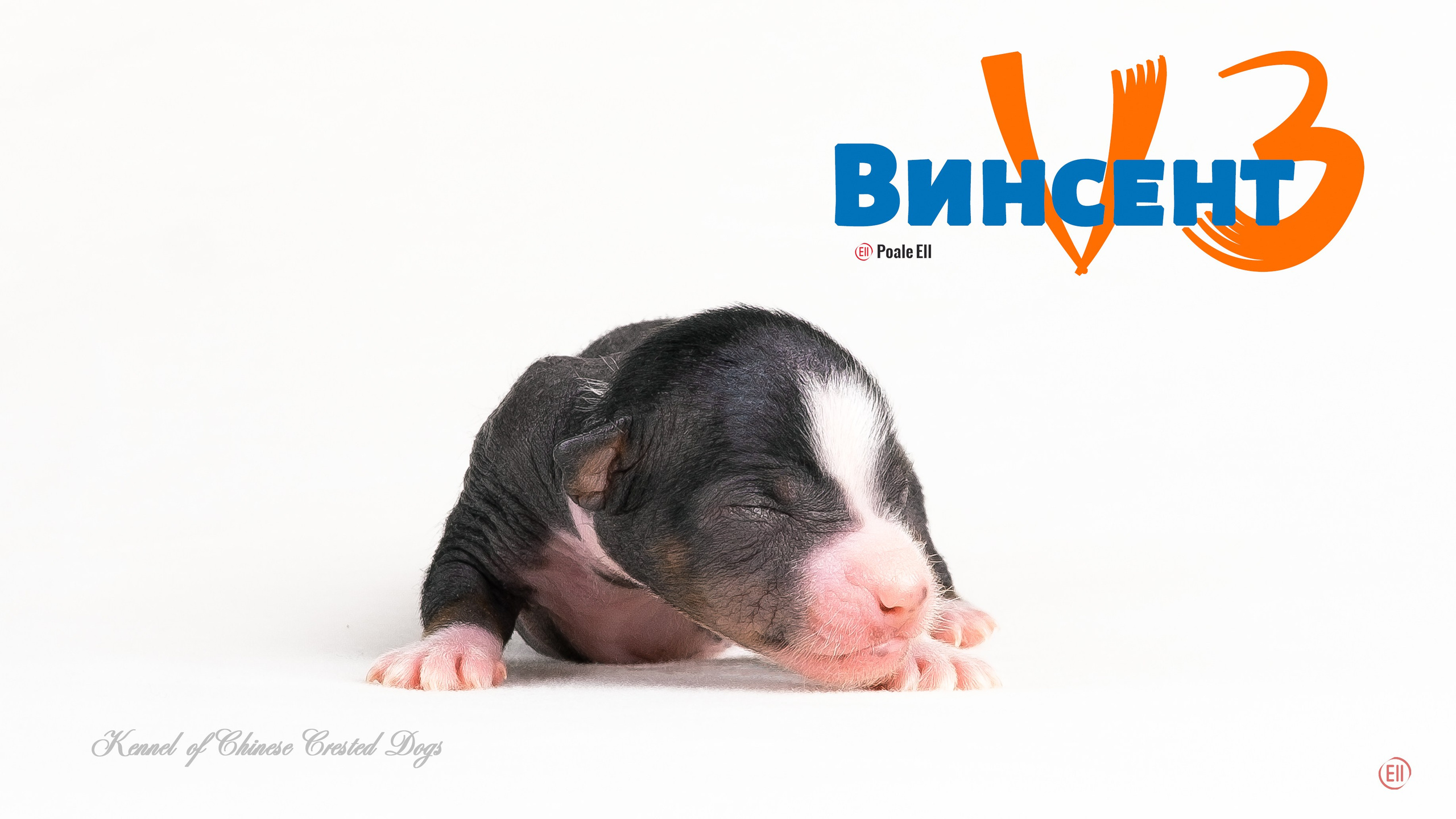 Poale Ell Vinsent. Chinese Crested Dog Kennel Poale Ell