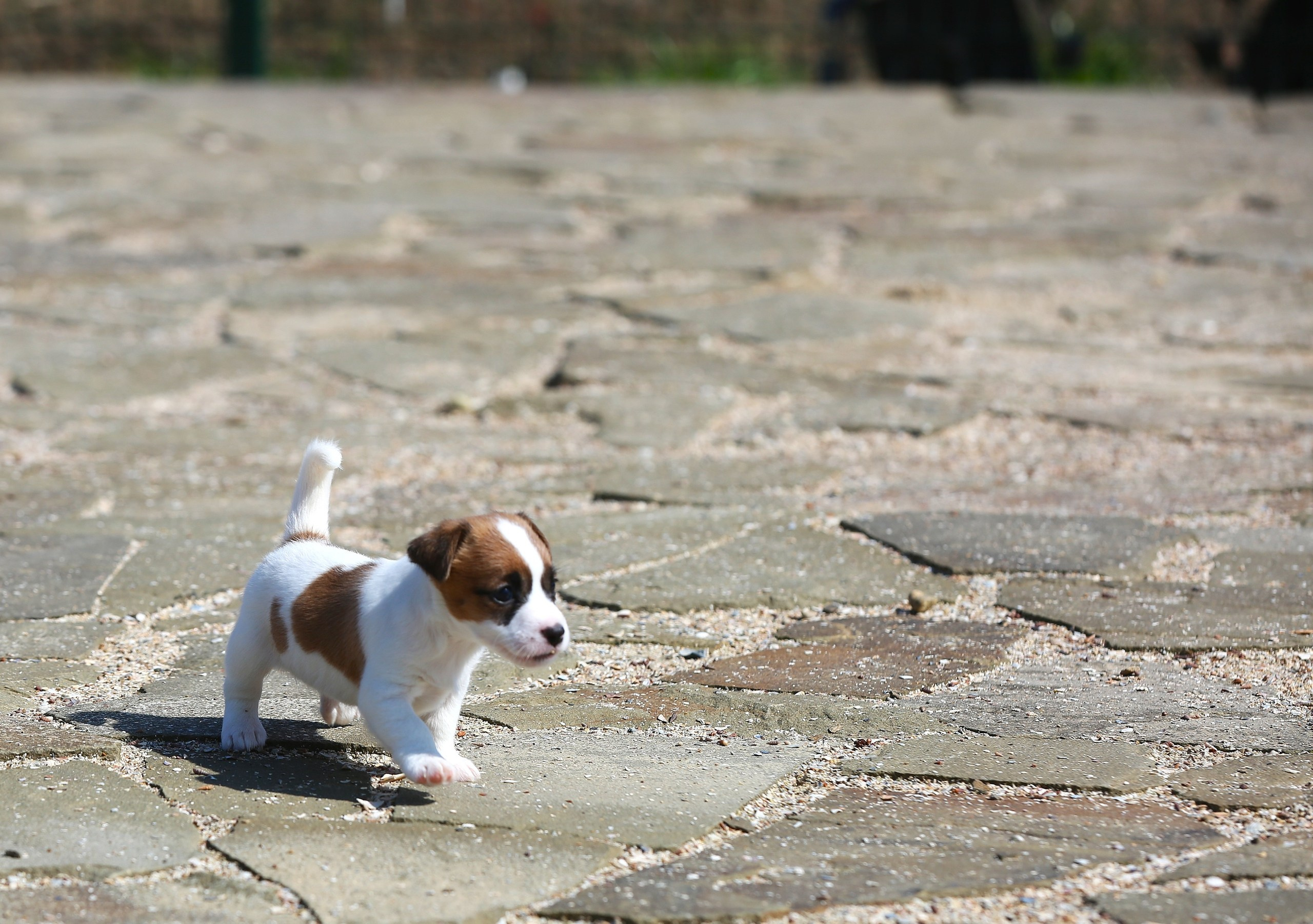 Общий альбом. Lovely-Orange питомник джек рассел терьеров