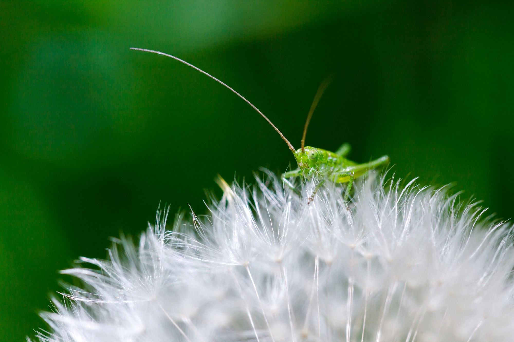 свадебный фотограф Геленджик