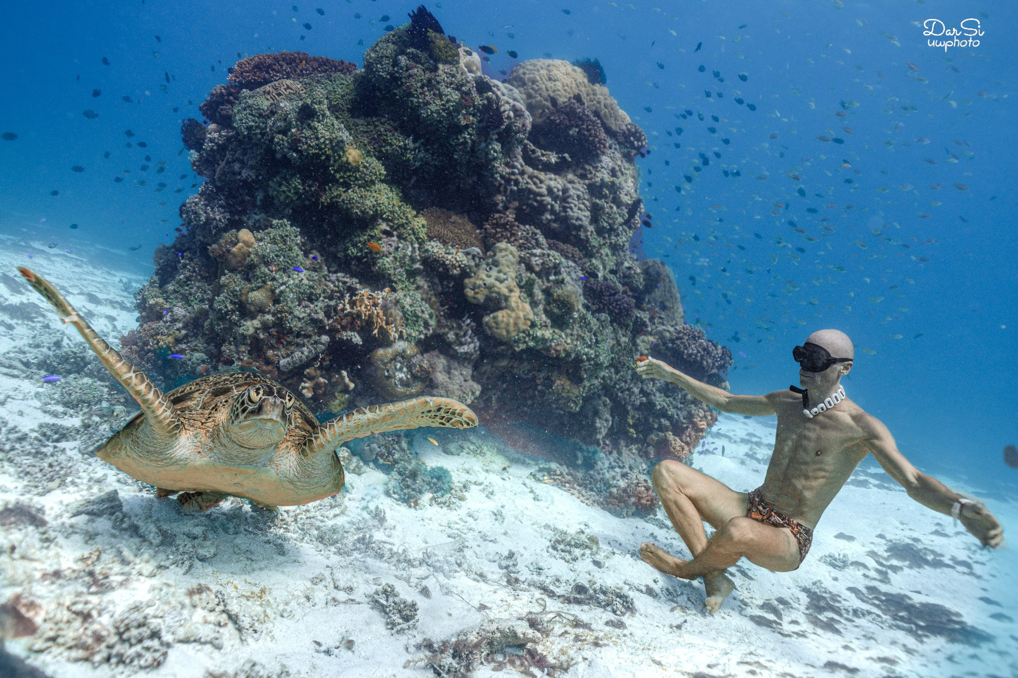 Фотосессия с черепахами. Underwater Photographer in the Philippines — Daria Sinitsina