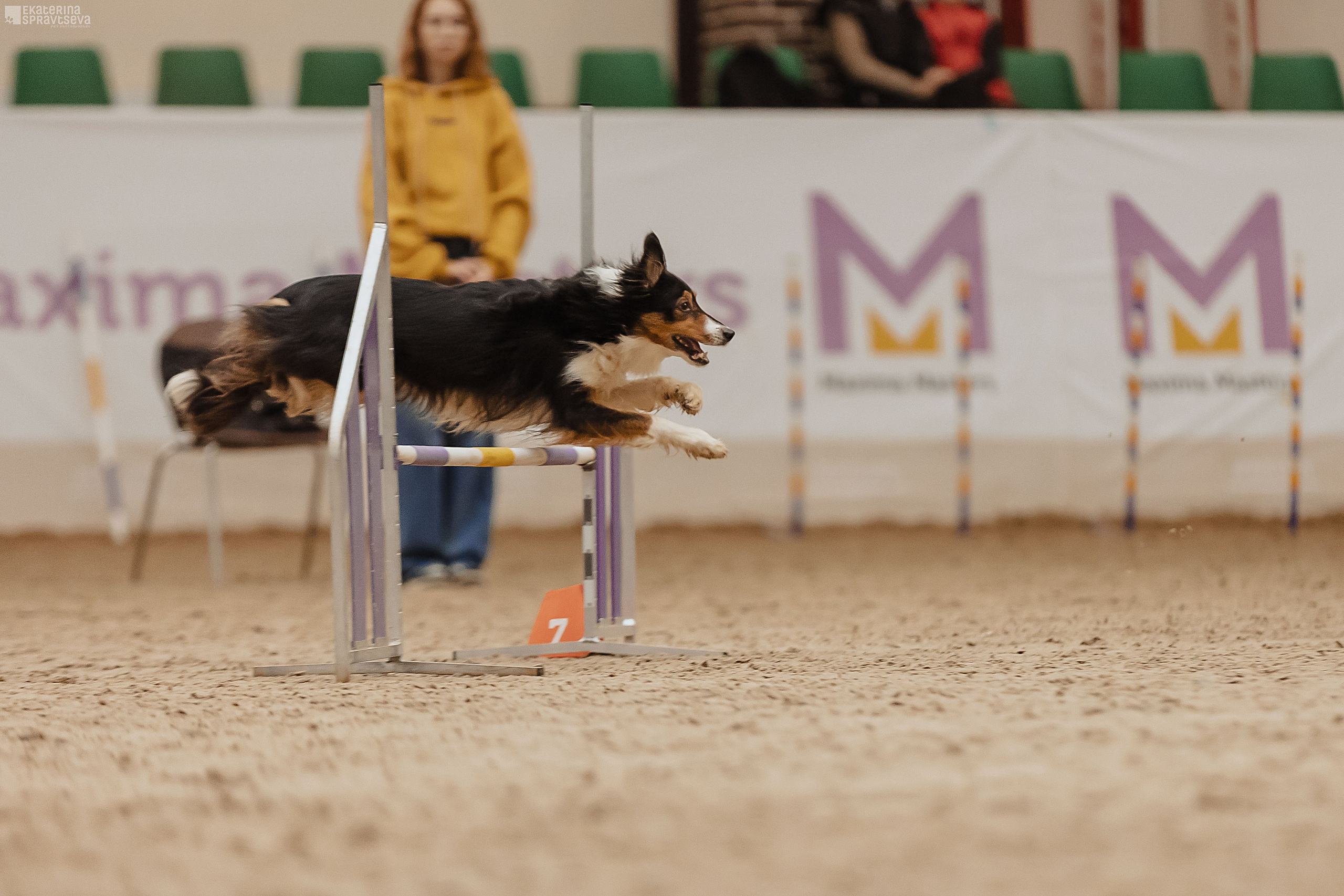 ЧРКФ Аджилити в Максима. Фотограф Анималист Екатерина Справцева в Нижнем Новгороде