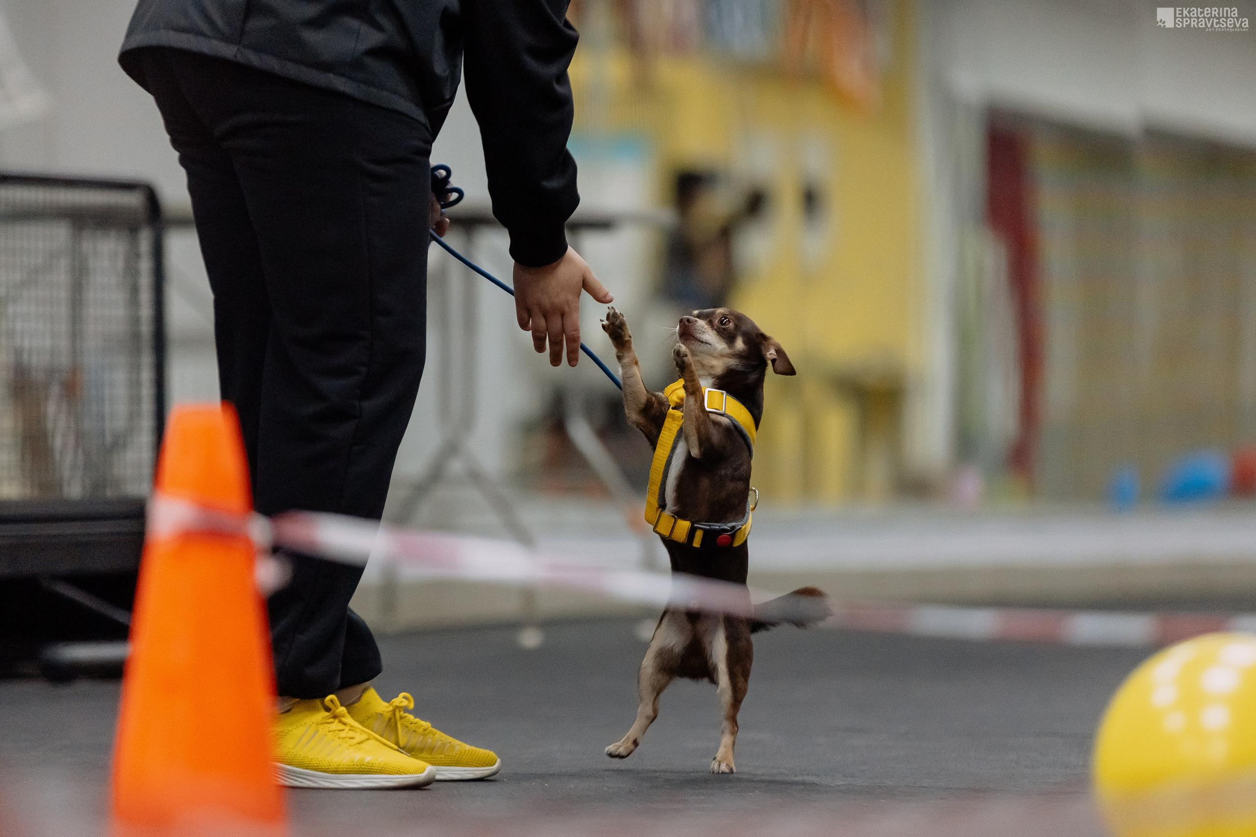 Праздник NoseWork. Фотограф Анималист Екатерина Справцева в Нижнем Новгороде
