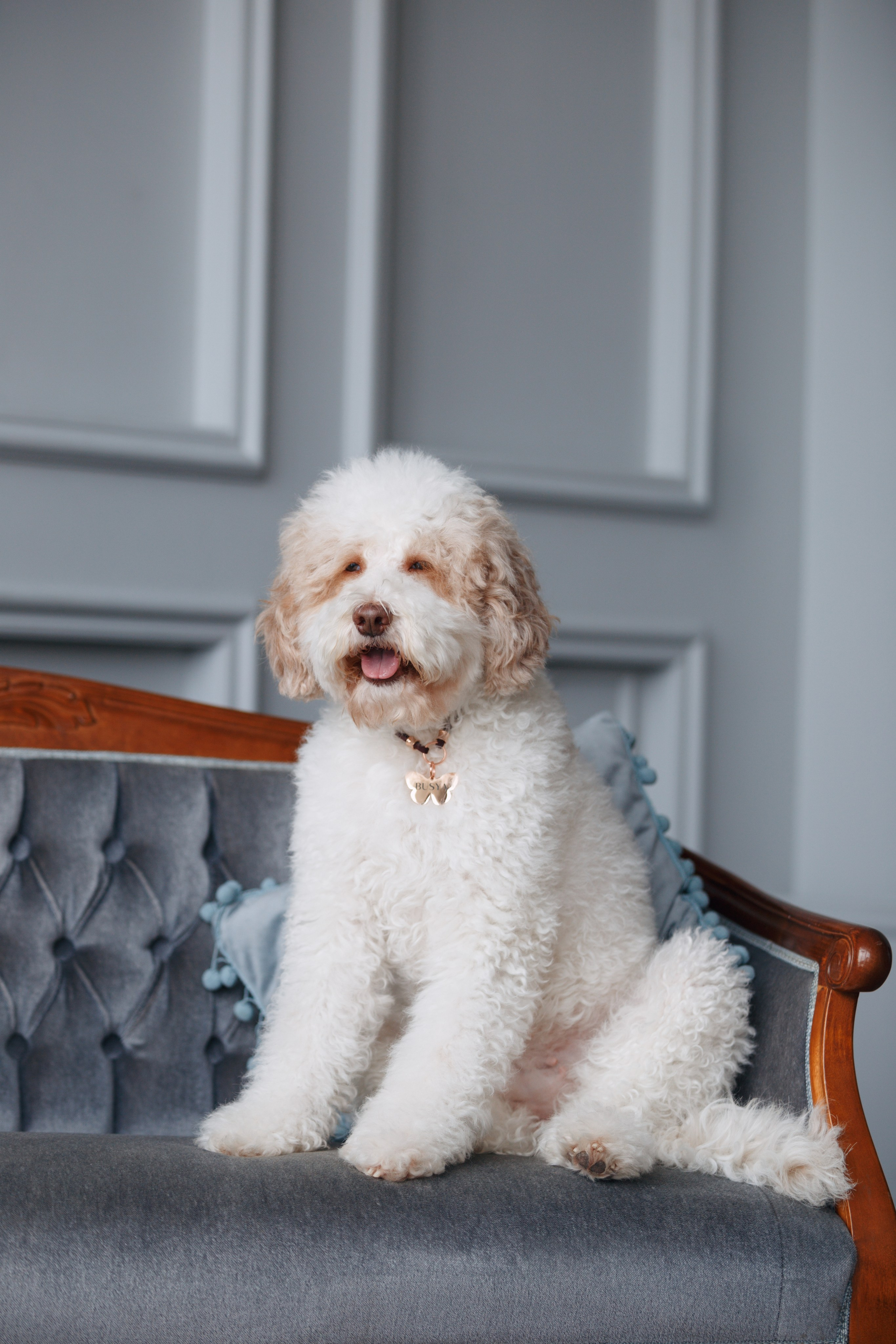 Bmbh лежанки и адресники. Фотограф анималист Кристина Карпова, Москва