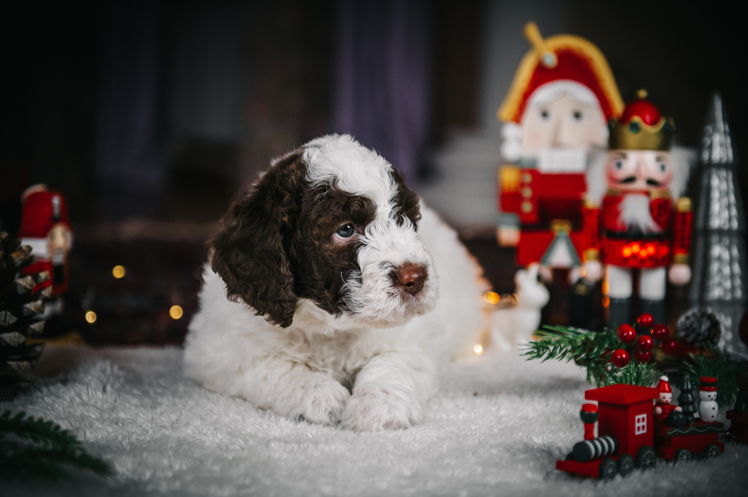 Лаготто-романьоло. Анна Пушина, фотограф, Москва, Королев, Пушкино