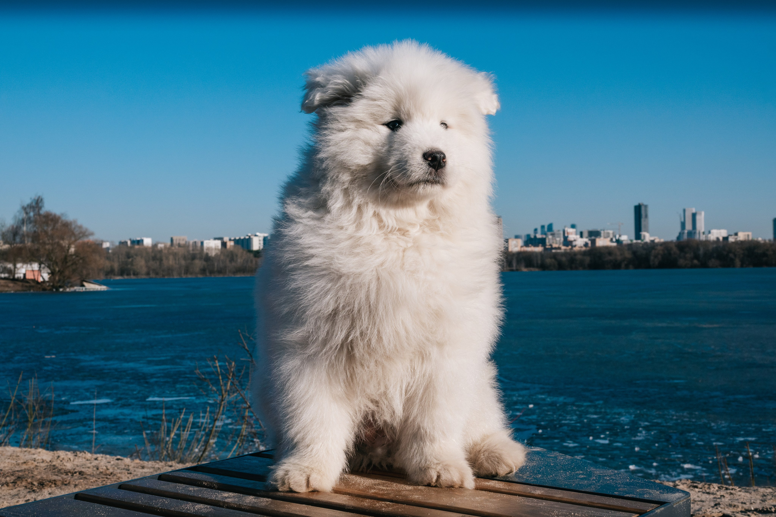 Очаровательный малыш Балу. Фотограф-анималист в Москве Юлия Лайхо