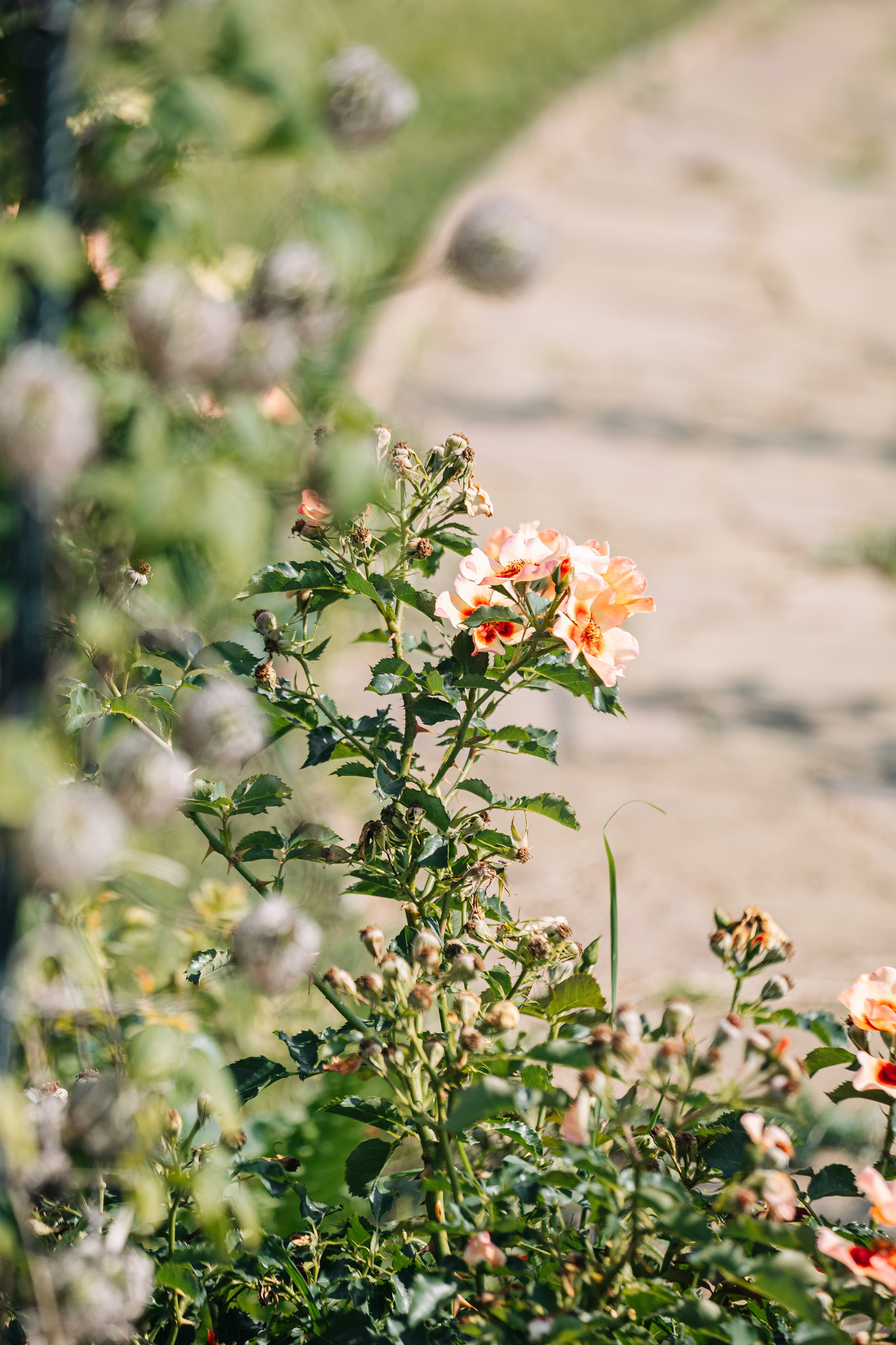 Ландшафтный дизайн. Главная