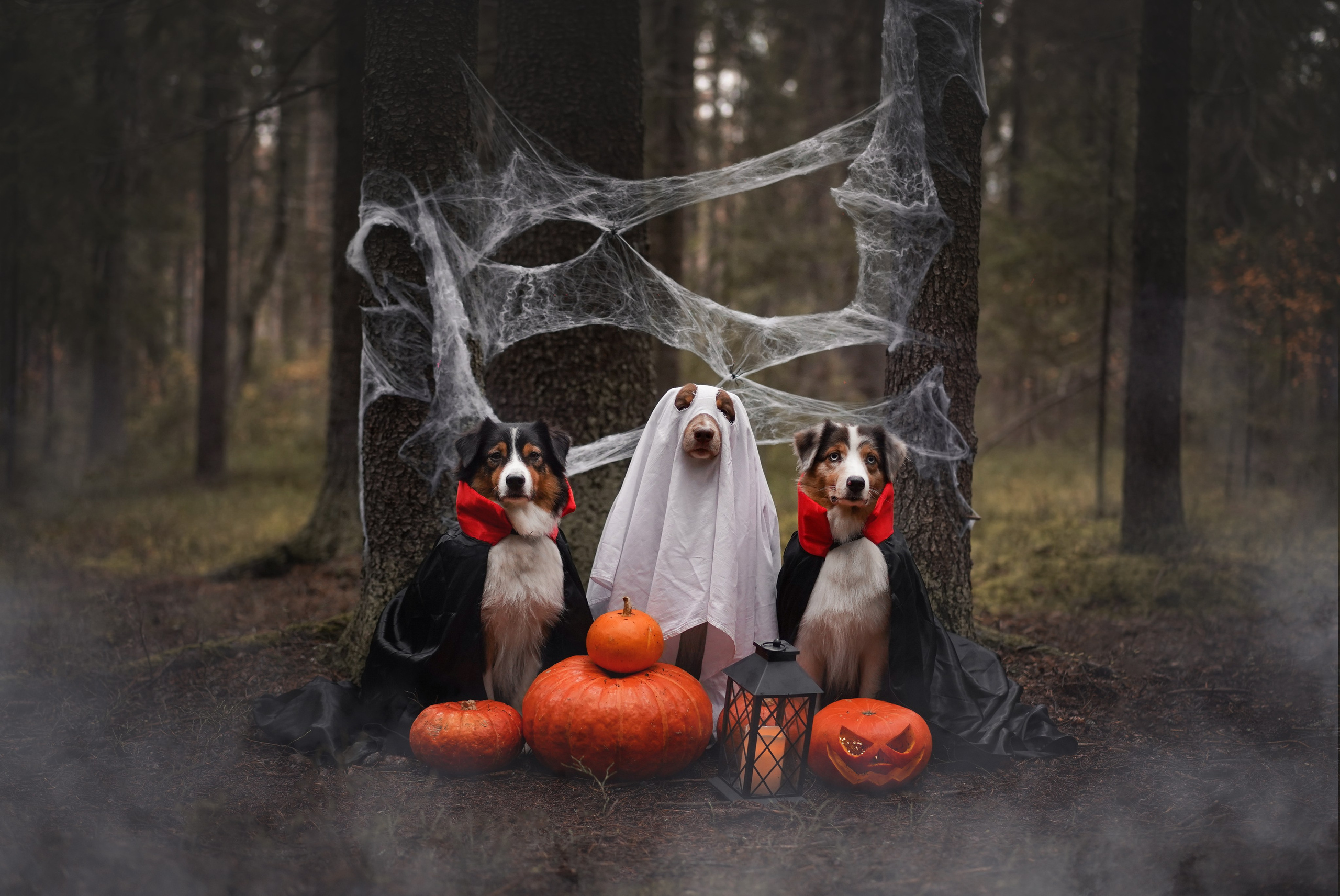 Аусси Хэллоуин 24. Фотограф-анималист в Санкт-Петербурге Яна Мартынова