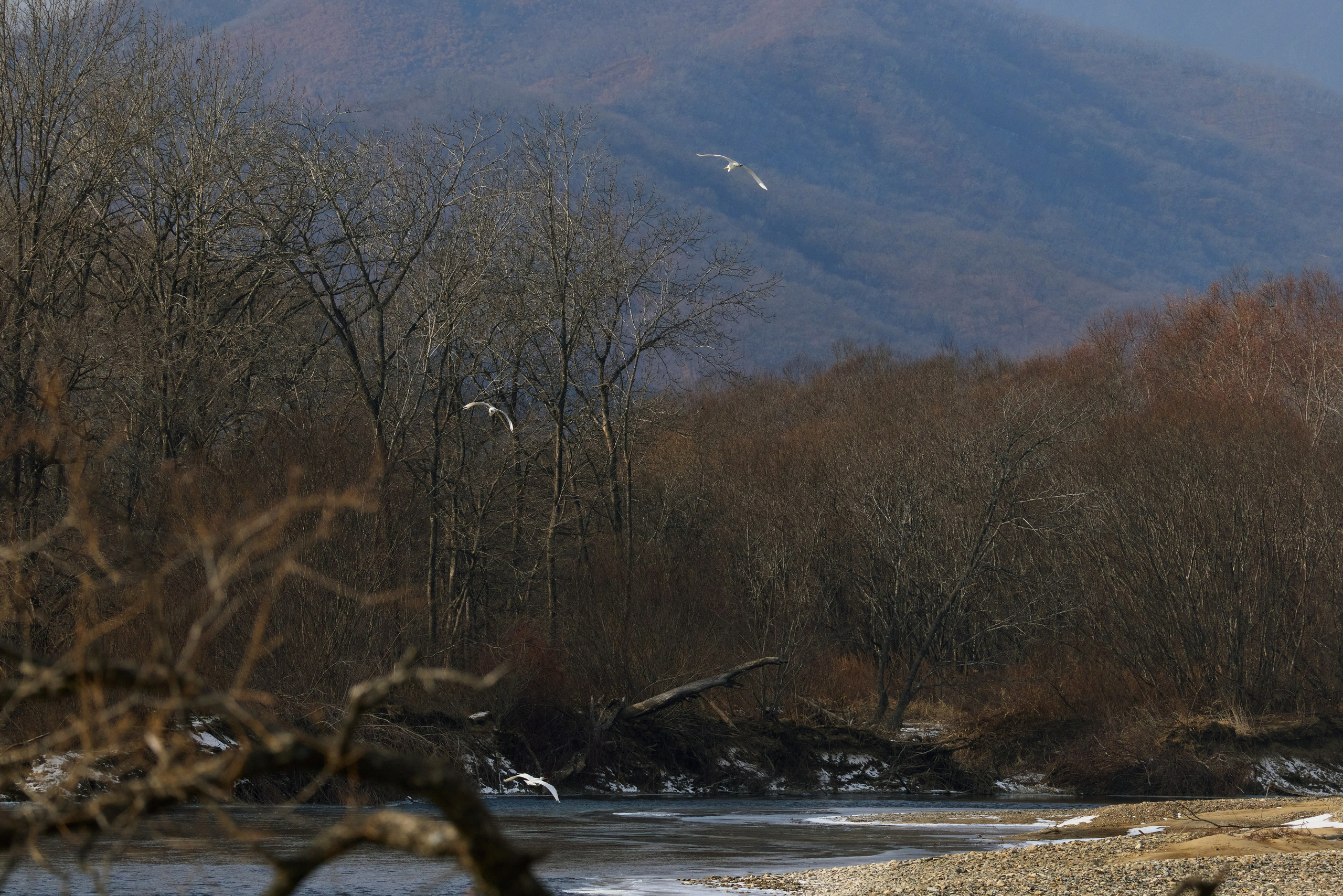 Три цапли над зимней рекой (пример съёмки на 400 мм)