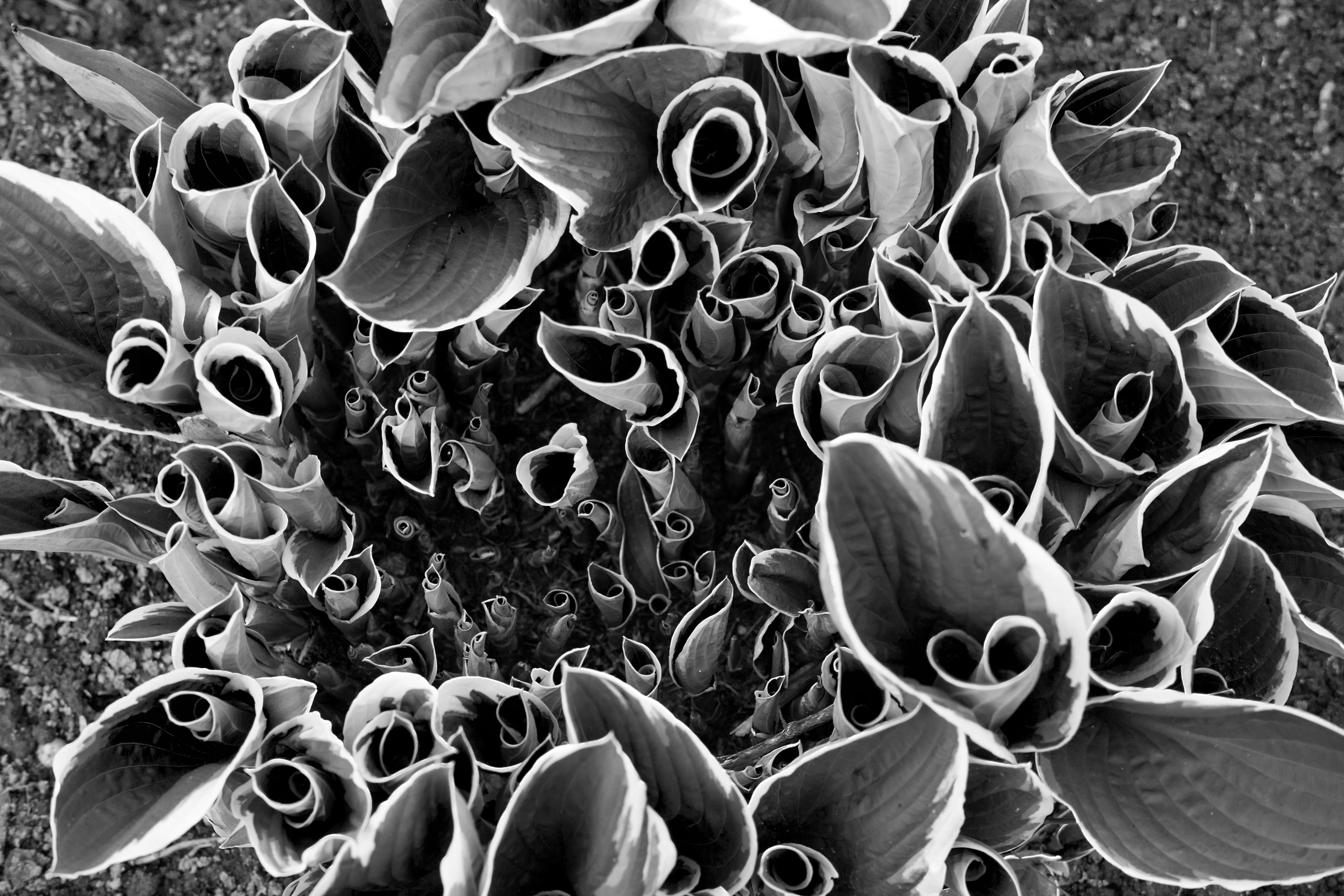 Цветы. Атмосферные пейзажи, лошади, бабочки, Александр Кожухов