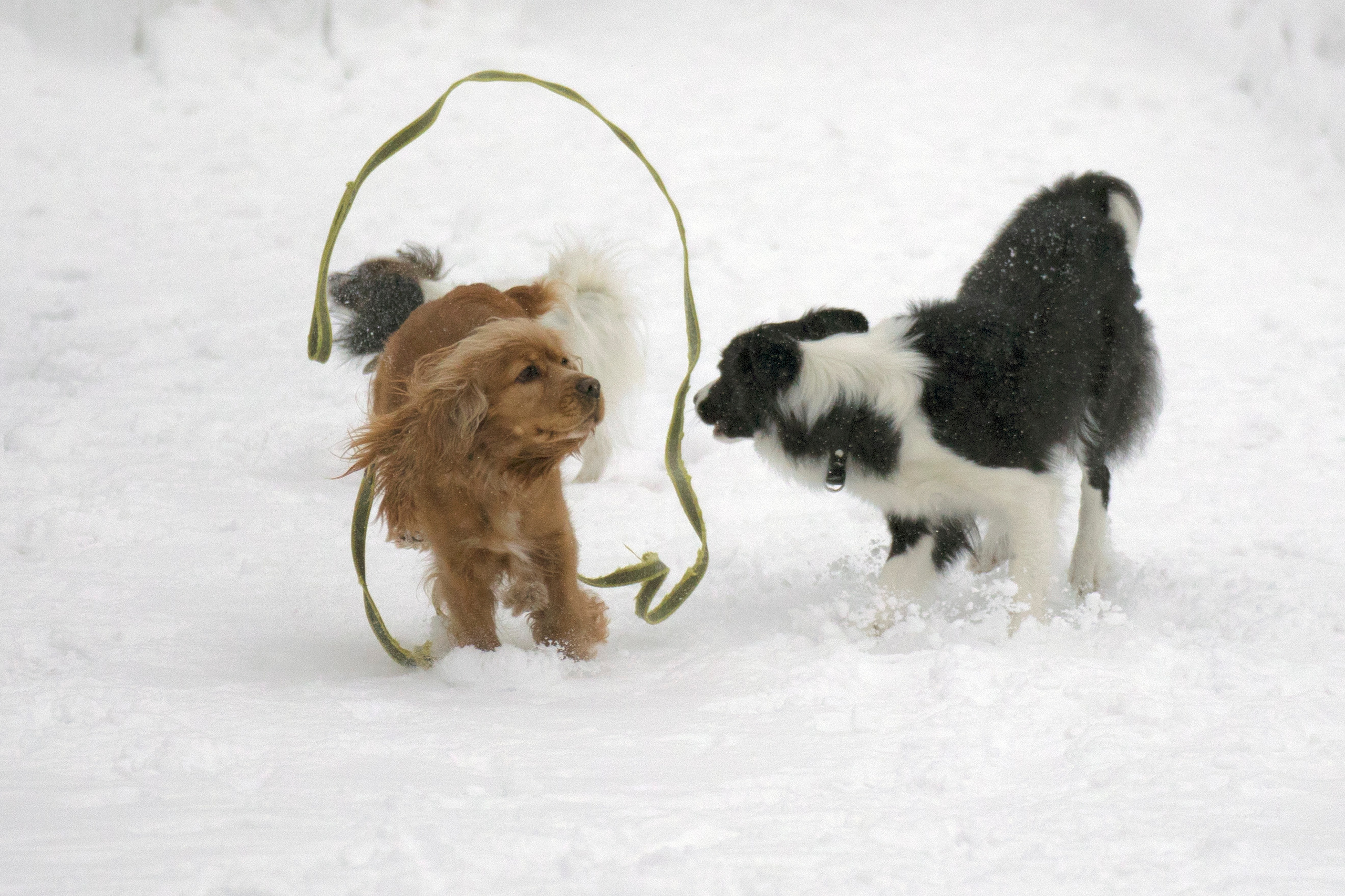 Животные. Атмосферные пейзажи, лошади, бабочки, Александр Кожухов