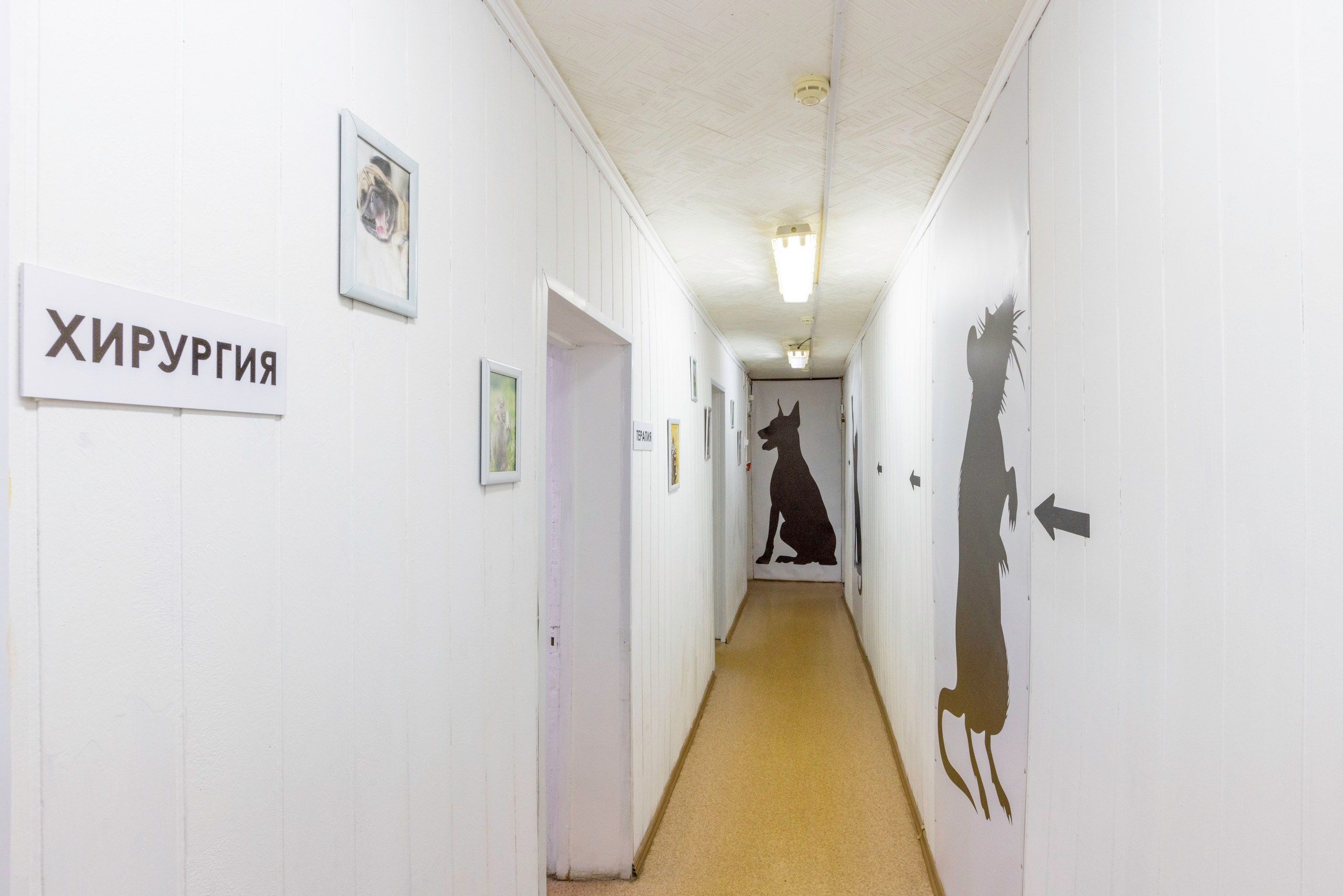 БАРОН. Ветеринарная клиника. Фотограф в Туле Крупский АнДРей. Фотостудия «КАДР71» в Туле