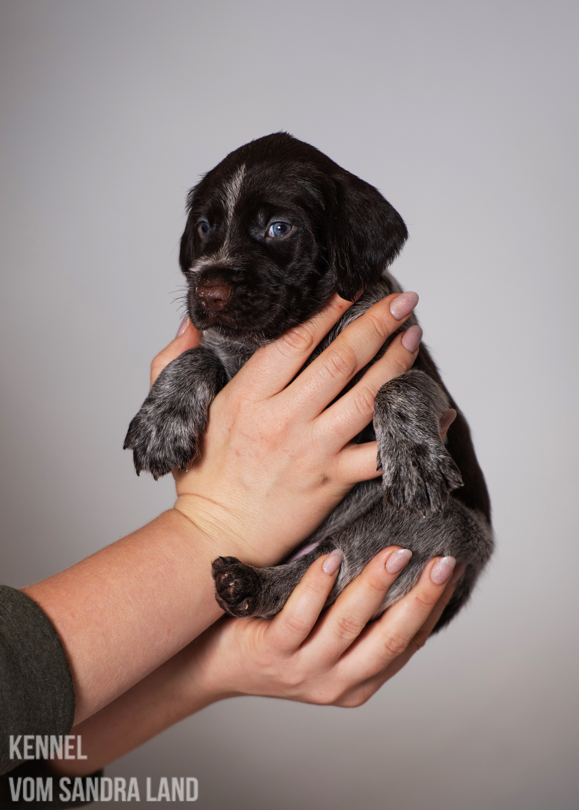 Вереск вом Сандра Лэнд, Veresk vom Sandra Land
