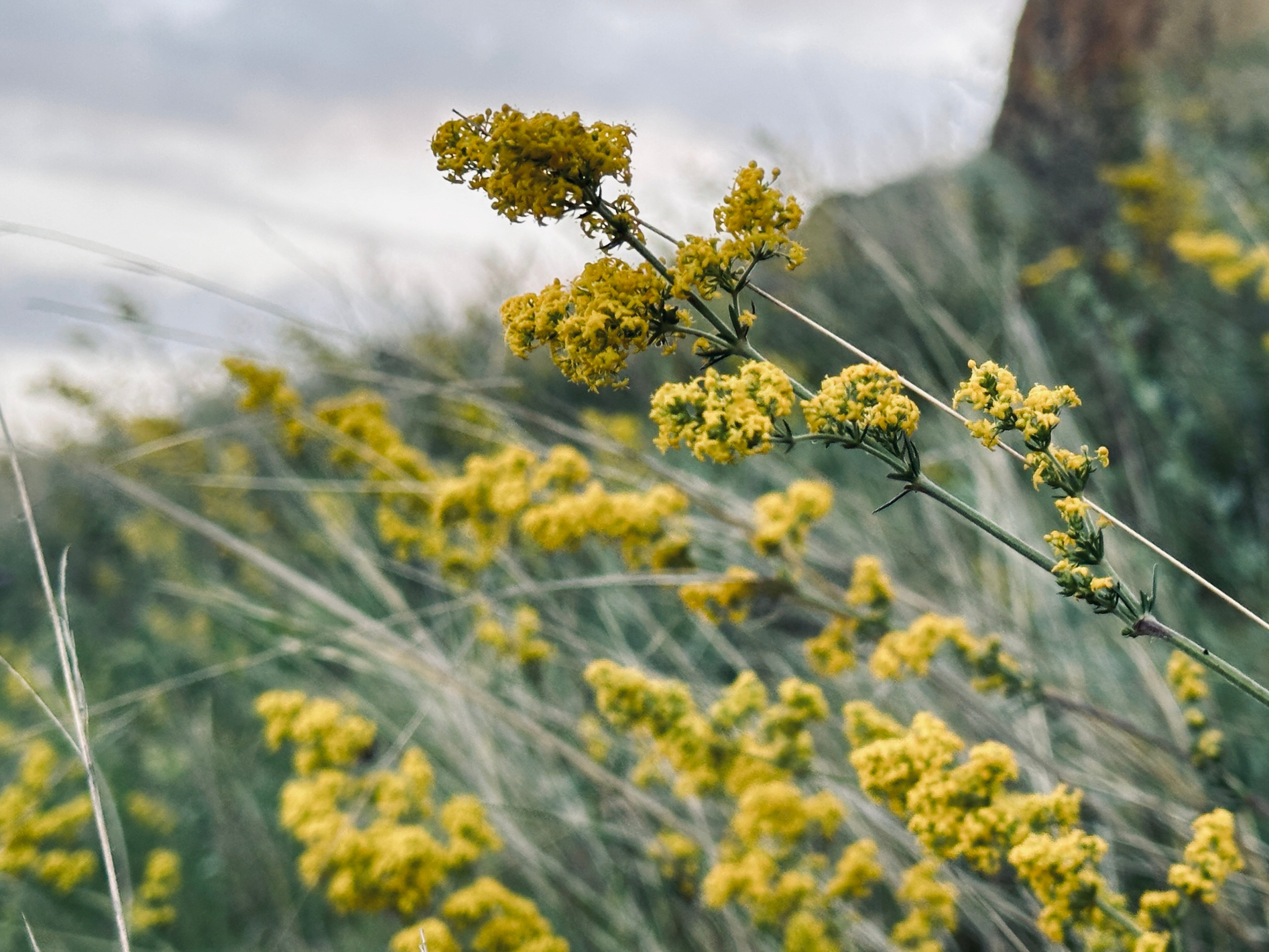 Макро любовь. Смотри, красота!