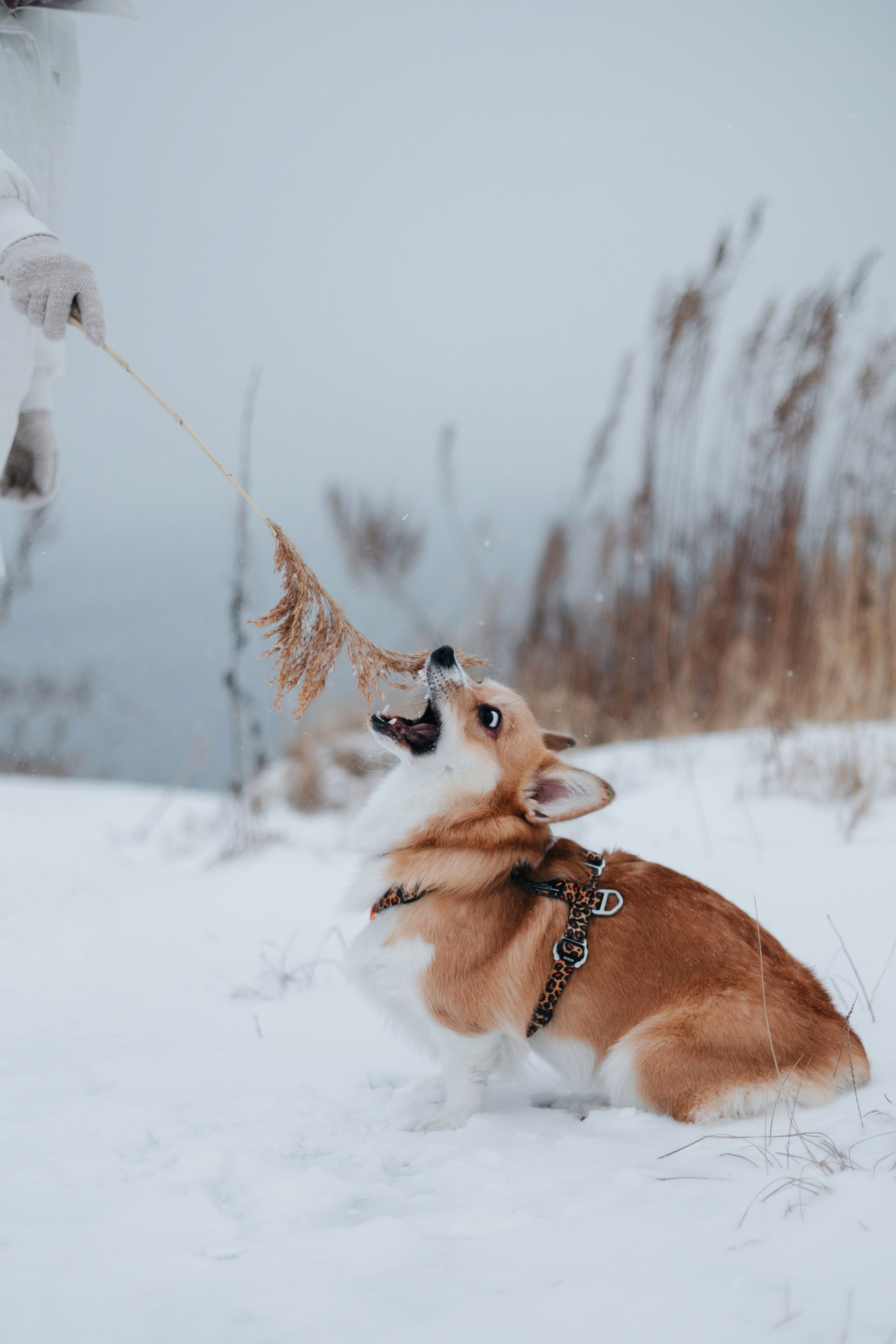Лена, Лиза и Мия. Фотограф — анималист Владивосток, Алина