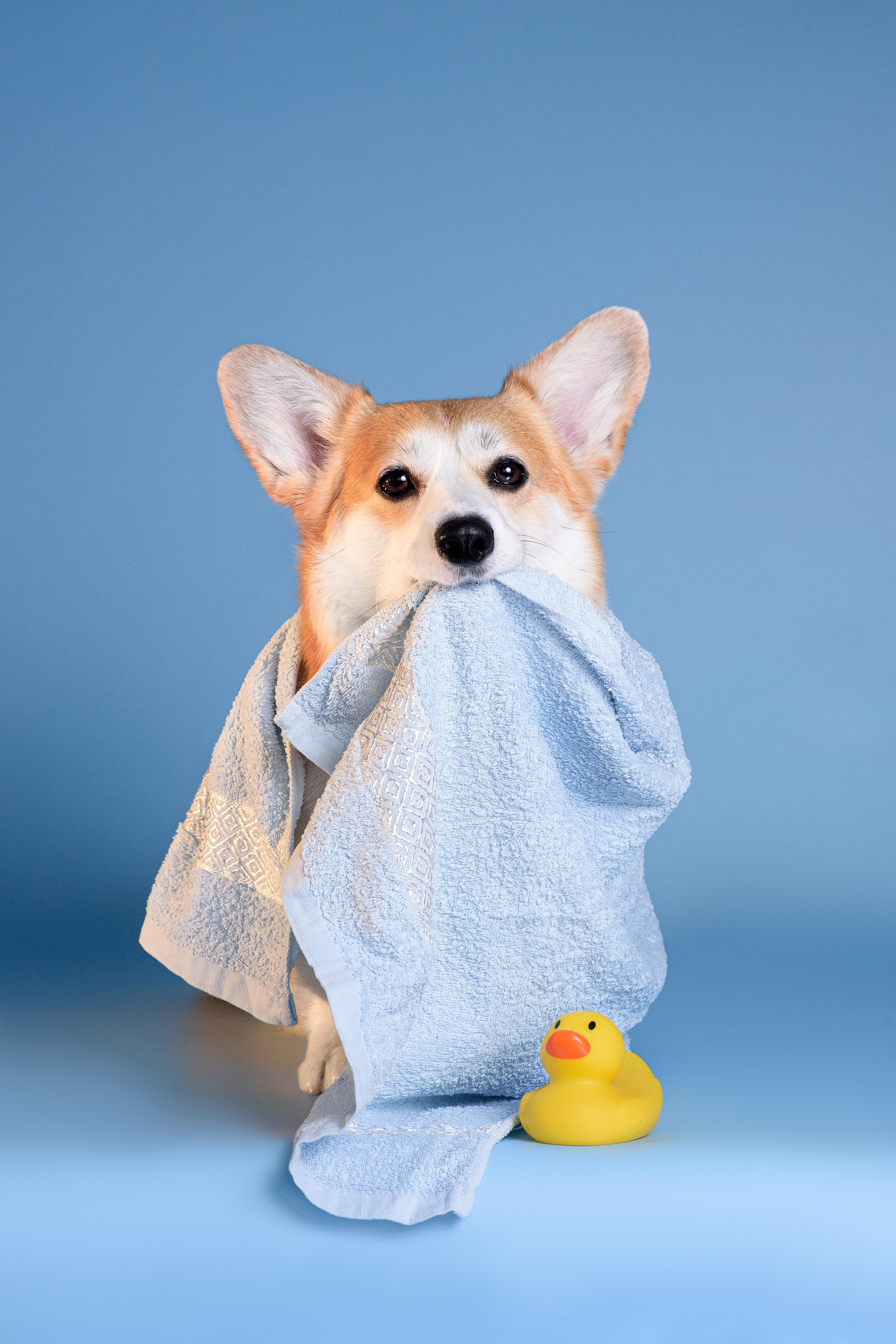 Лея съемка на однотонном фоне — 2024. Фотограф — Анималист | Анна Абрамова