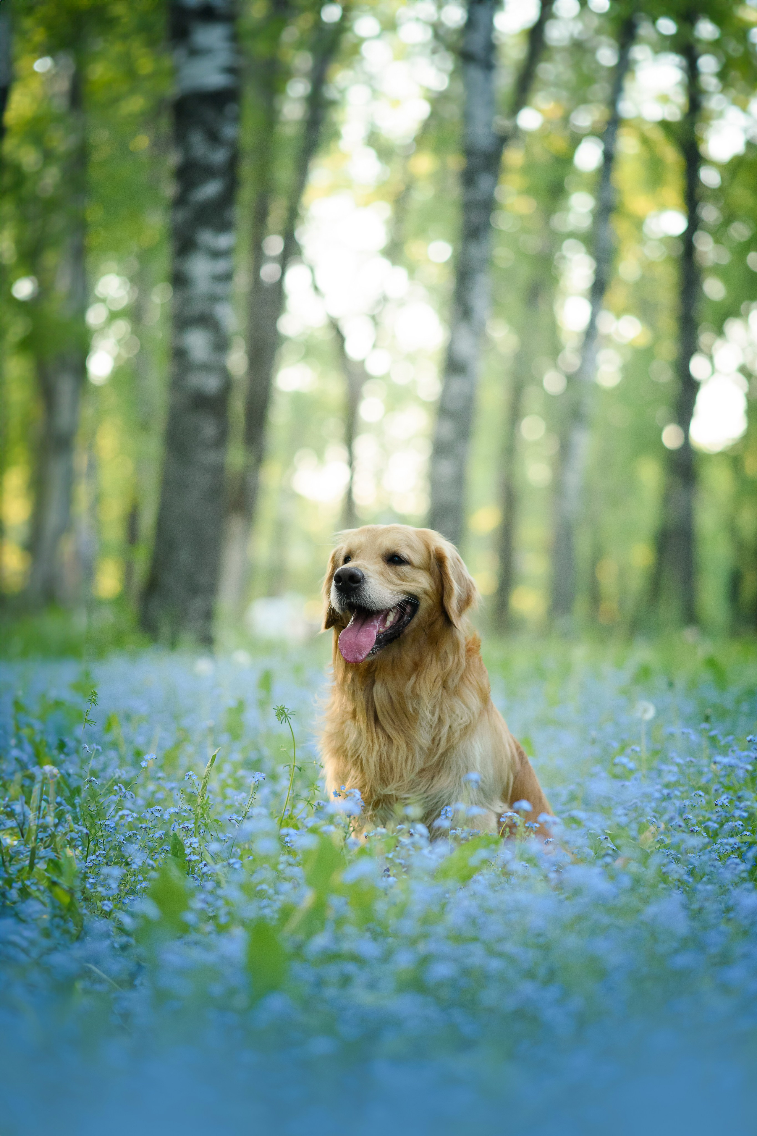 Степа, Йоки и Мята — 29.05.2024. Фотограф — Анималист | Анна Абрамова