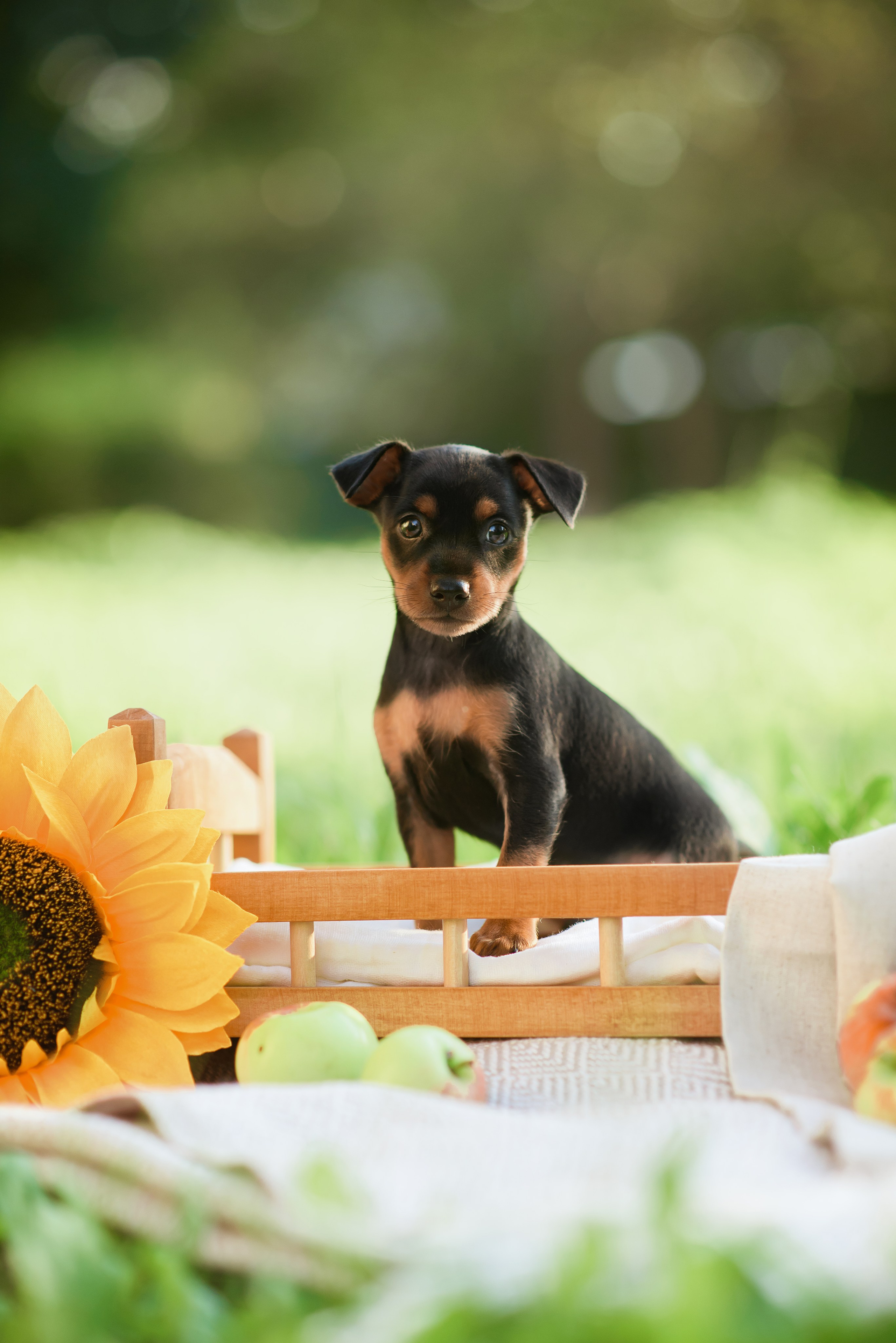Щенки Пражских крысариков — 03.08.2024. Фотограф — Анималист | Анна Абрамова