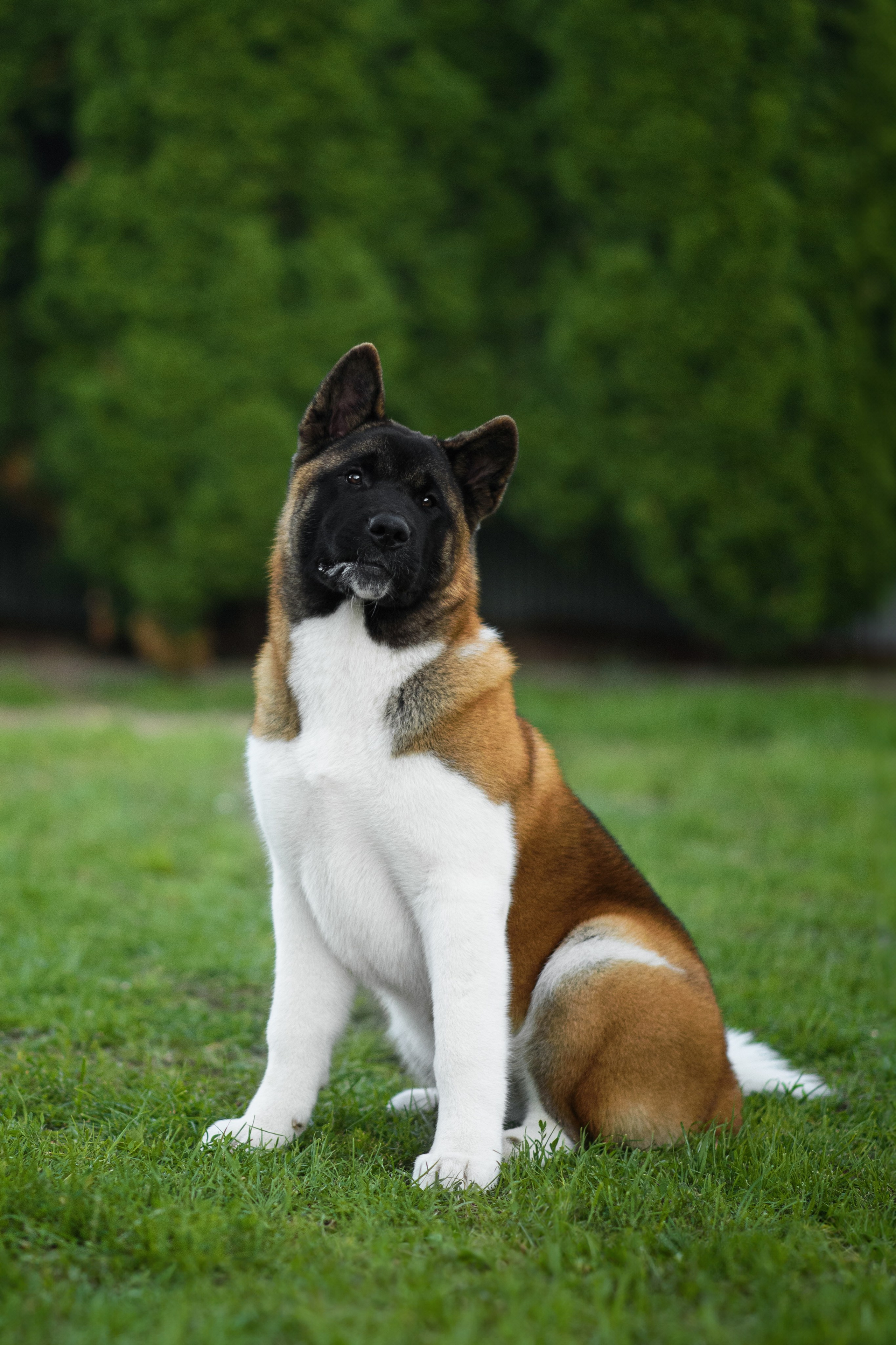 Луна — 21.06.2024. Фотограф — Анималист | Анна Абрамова