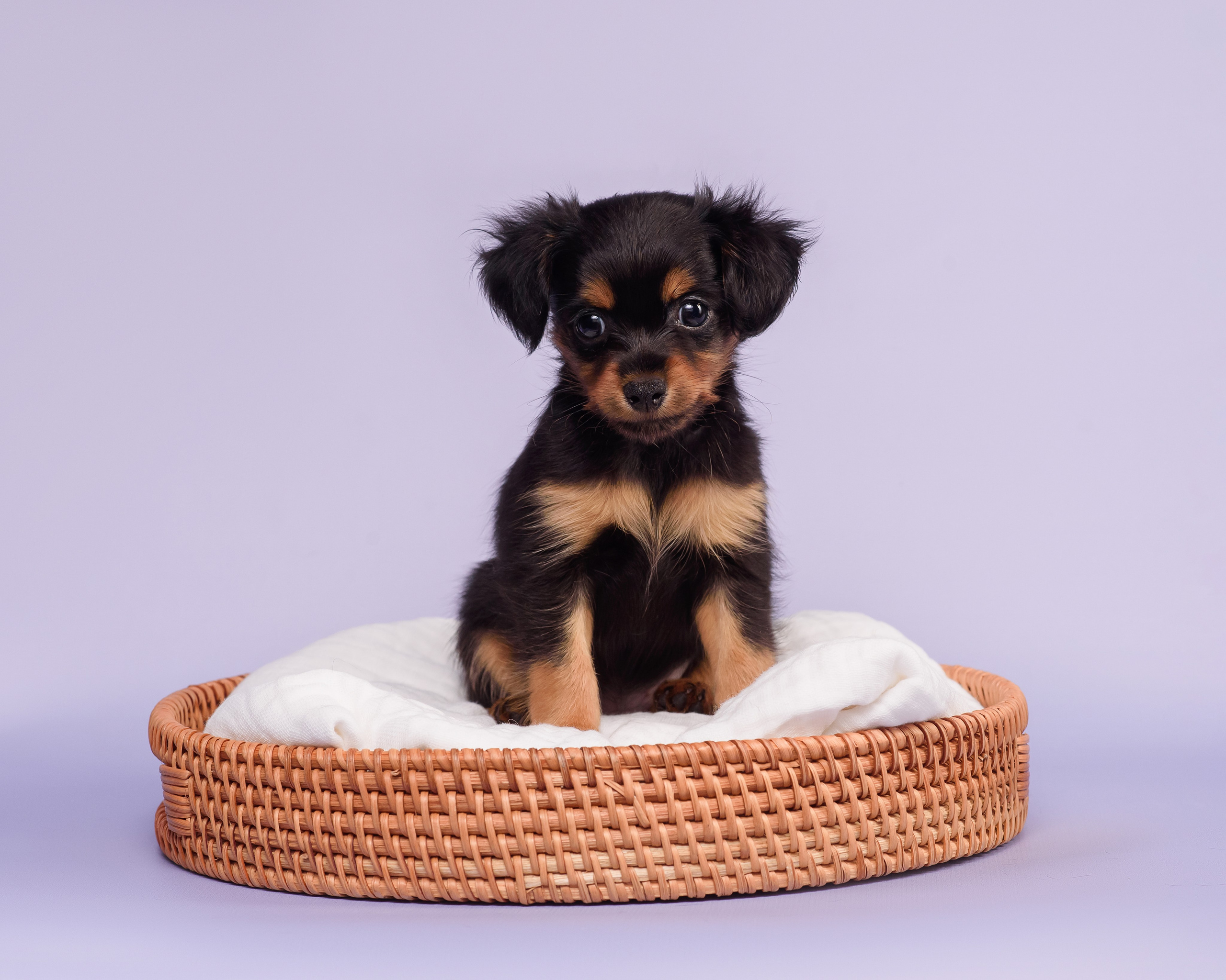 Малыши пражских крысариков — 30.07.2025. Фотограф — Анималист | Анна Абрамова