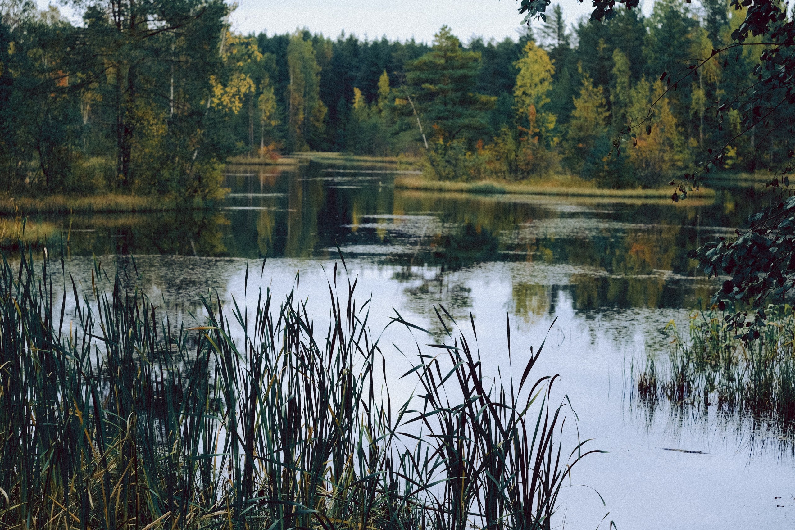 Осеняя прогулка. Профессиональный фотограф, Санкт-Петербург — Виктория Богомолова