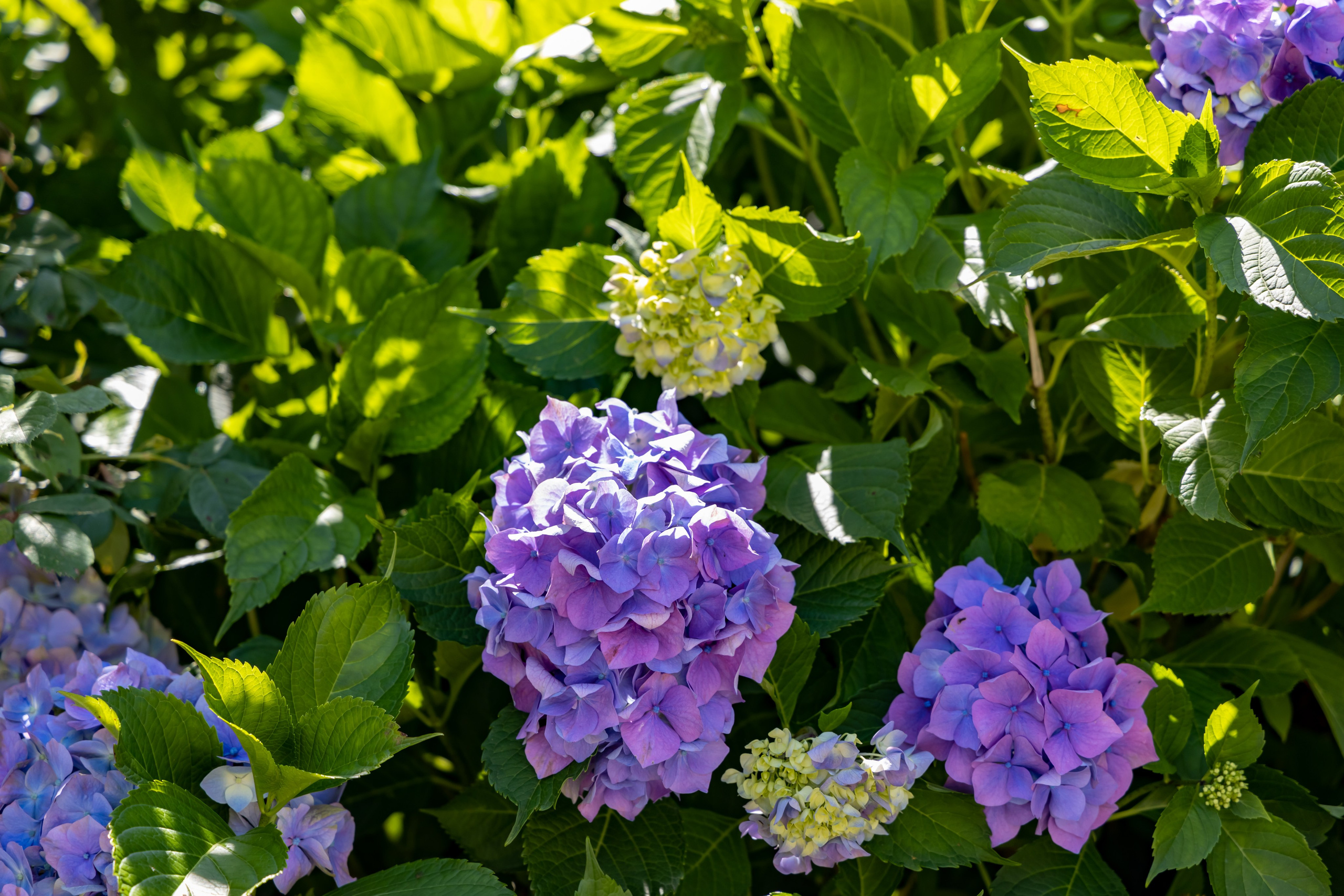 Сочи. Солох Аул. Репортажный, семейный и студийный фотограф в Москве Демин Алексей
