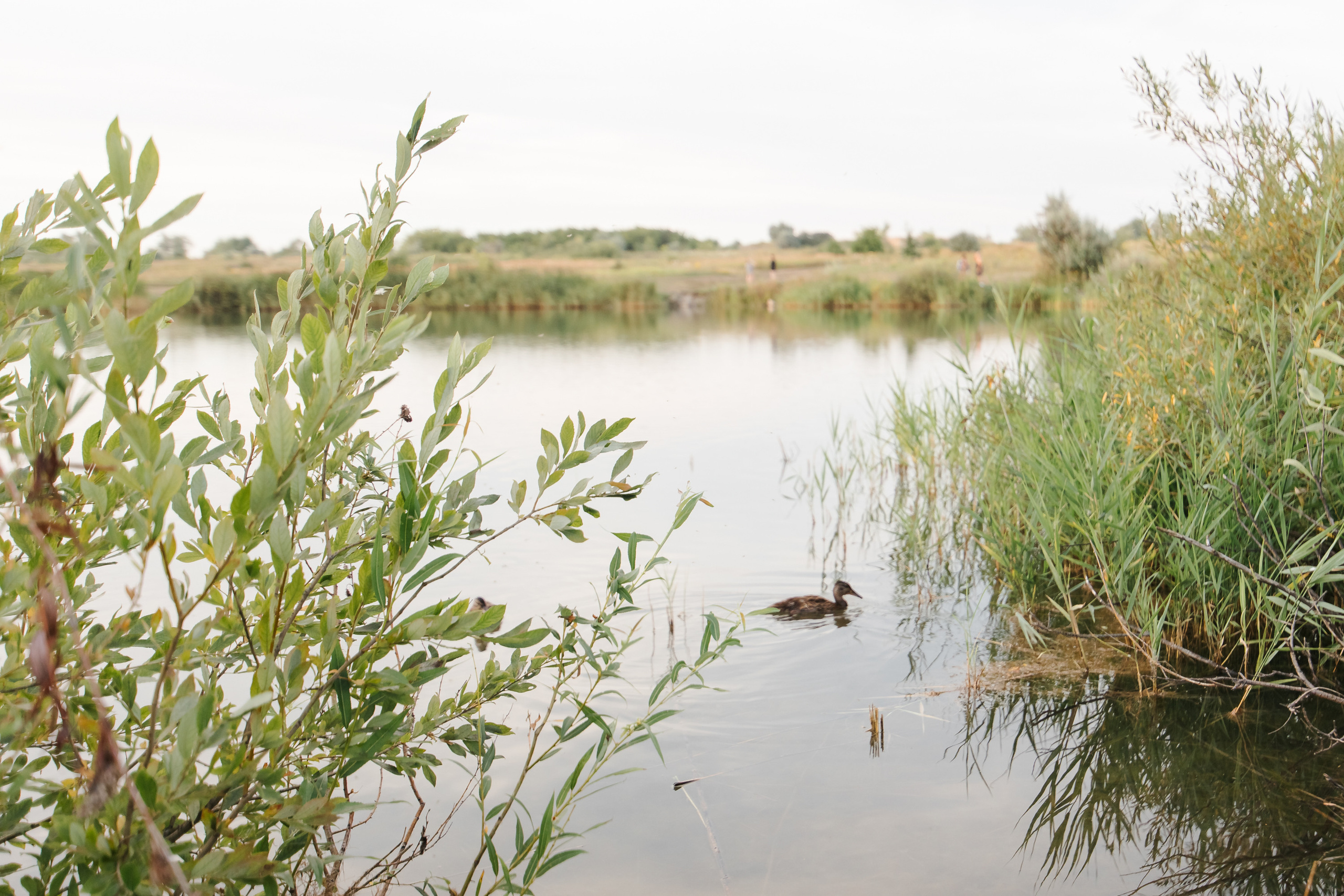 Лиса-Алиса. Маргарита Рубцова свадебный фотограф Тольятти