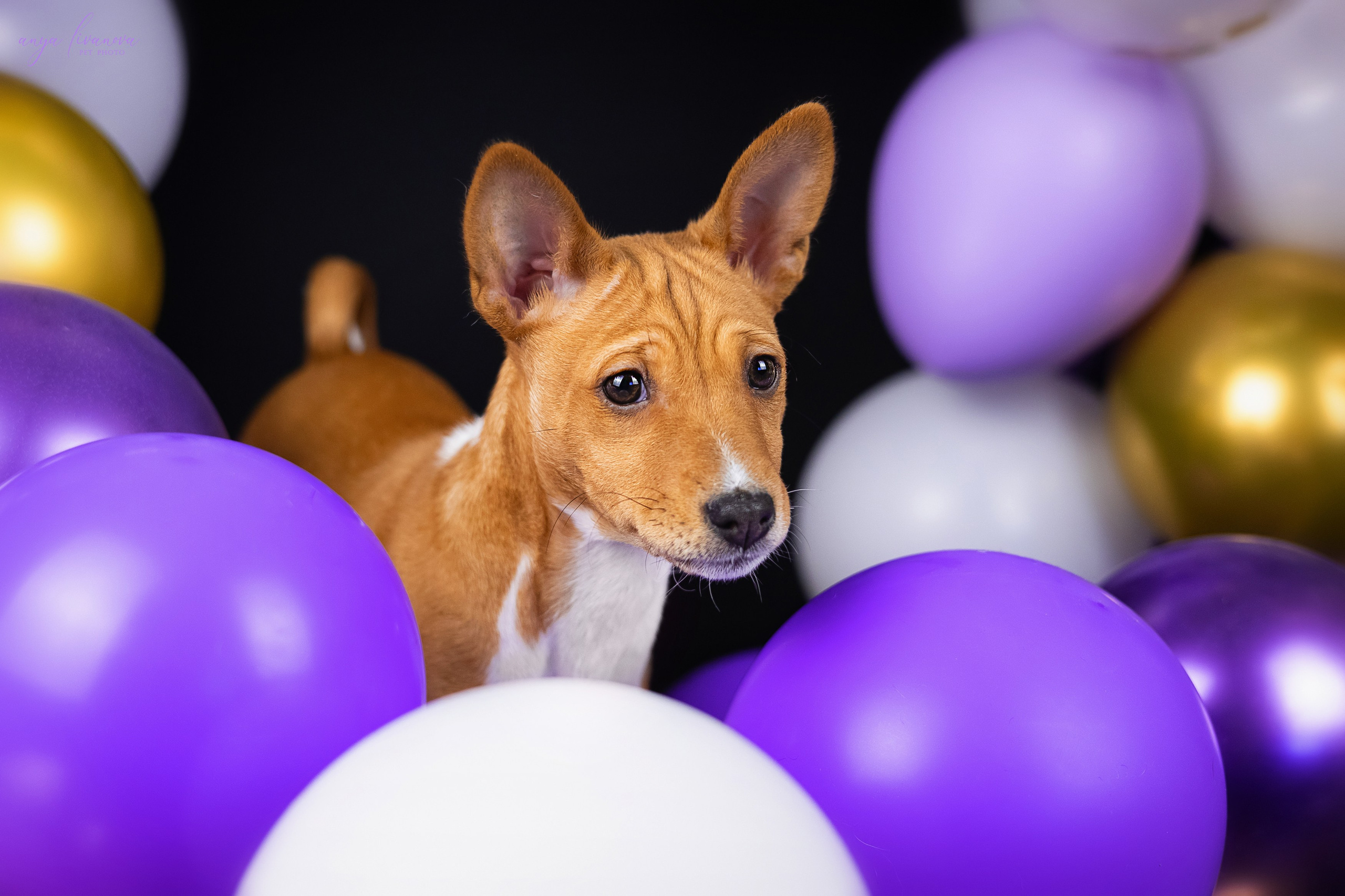 Баси. Фотограф анималист Аня Ливанова | Рыбинск