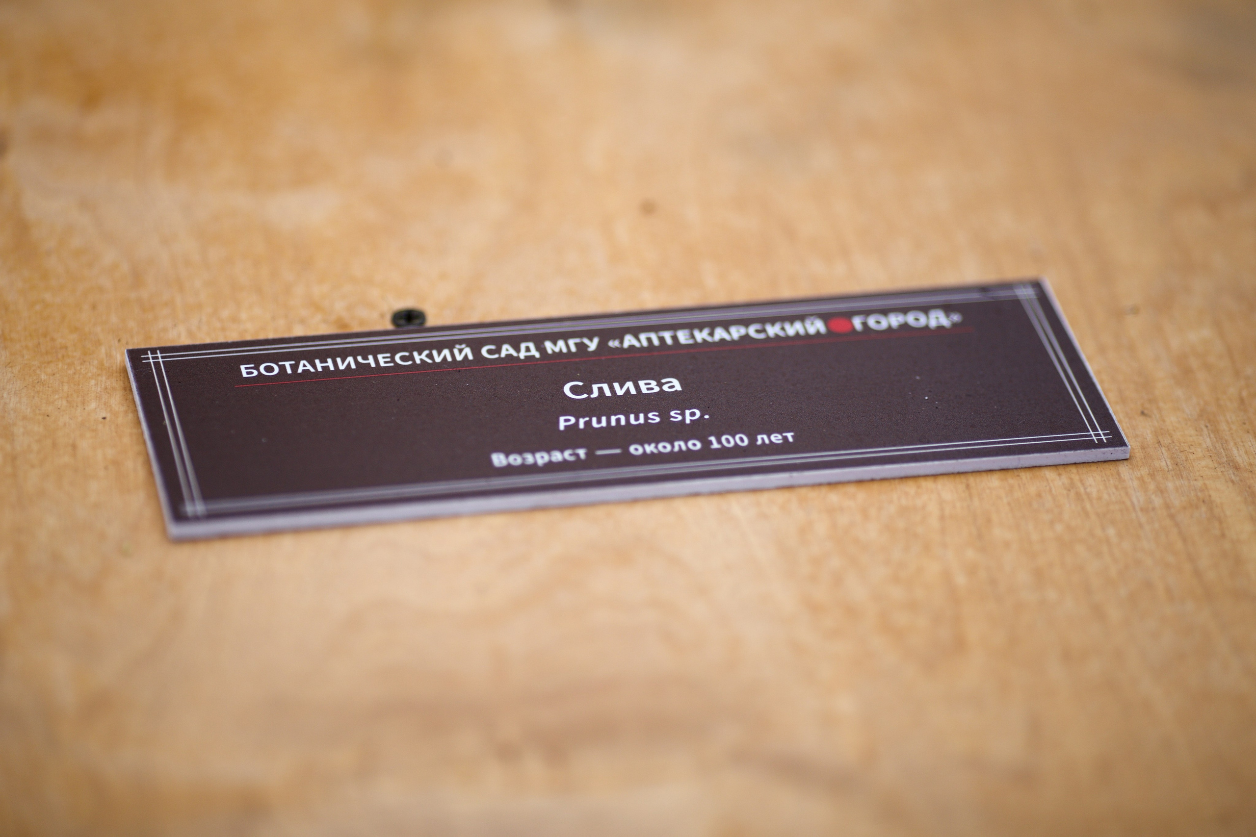 Бонсай сливы умэ. Школьные выпускные альбомы в Москве Марина Николаева