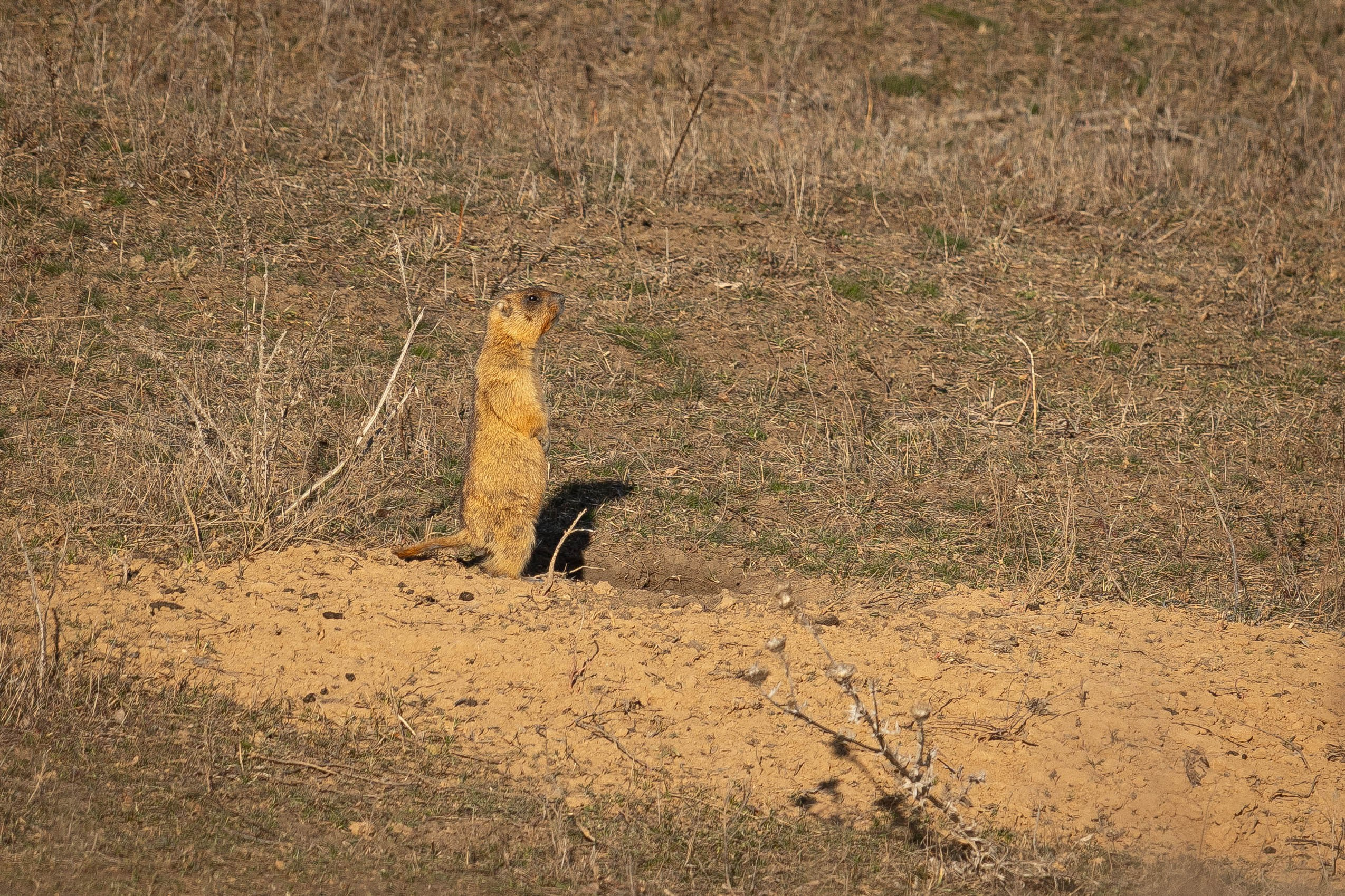 Дикий животный мир. Фотограф-АниМалист Анна Абрамова