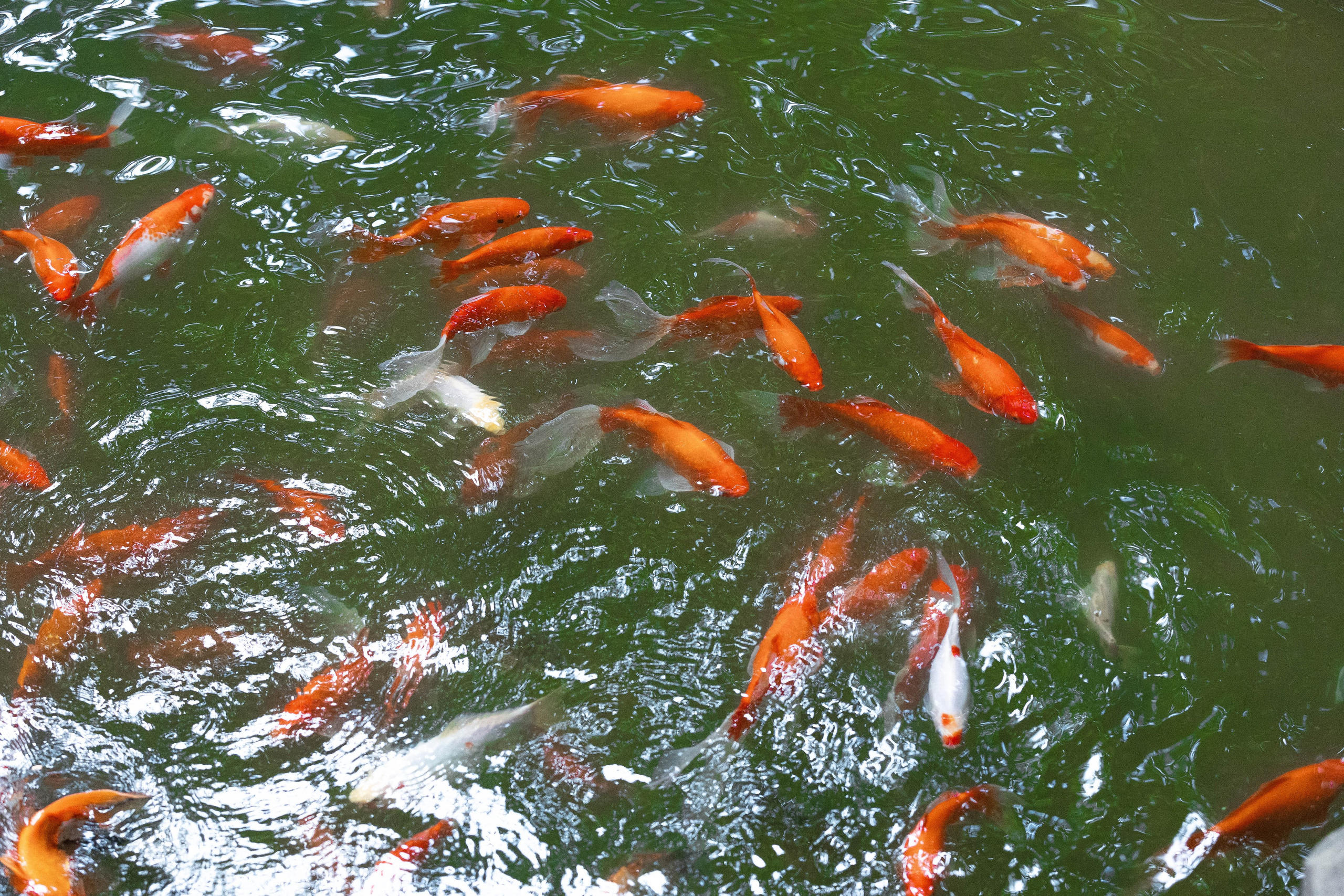 Зоопарк Малинки. Фотограф-АниМалист Анна Абрамова