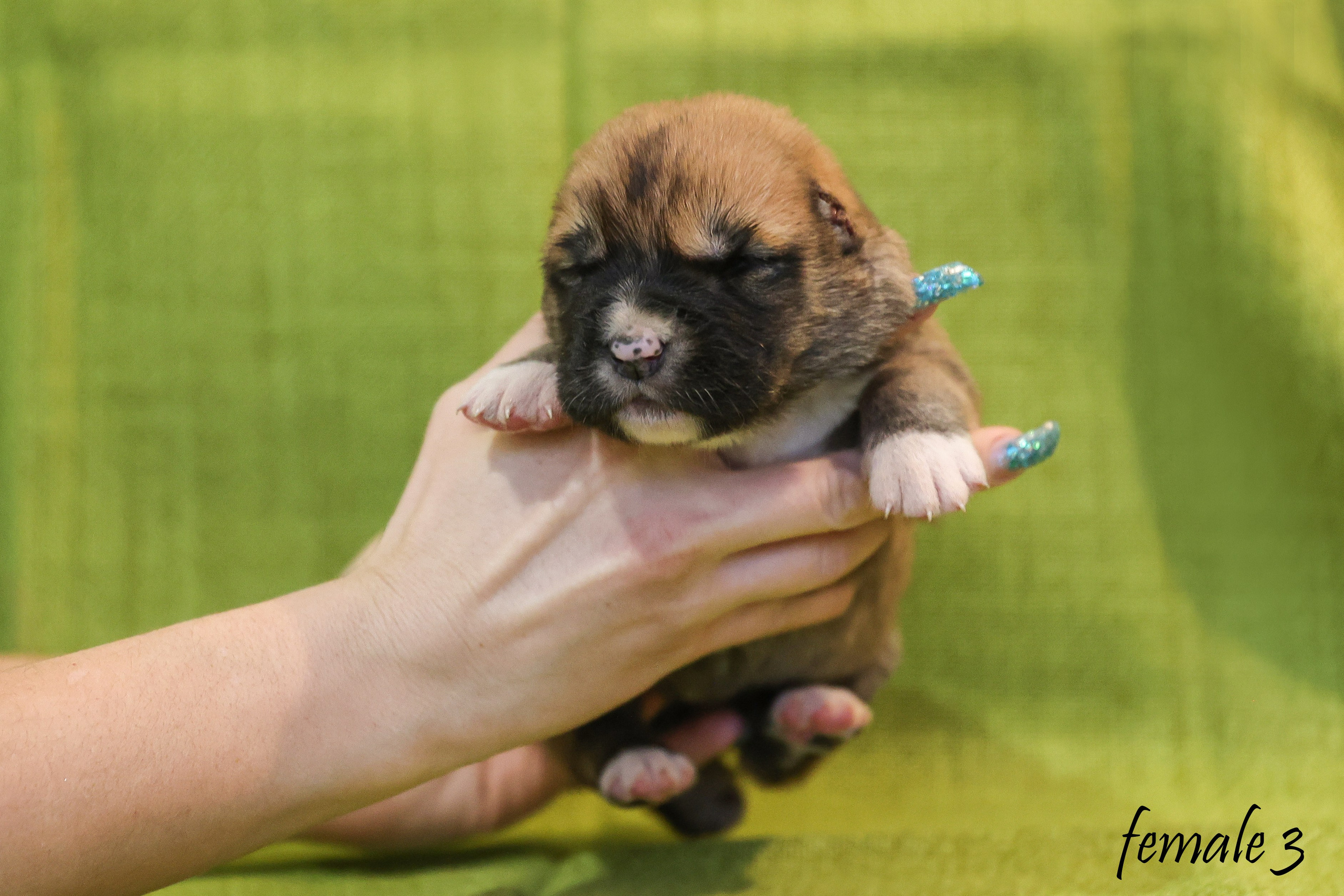 ФОТОССЕСИЯ ЩЕНКОВ. Фотограф-АниМалист Анна Абрамова
