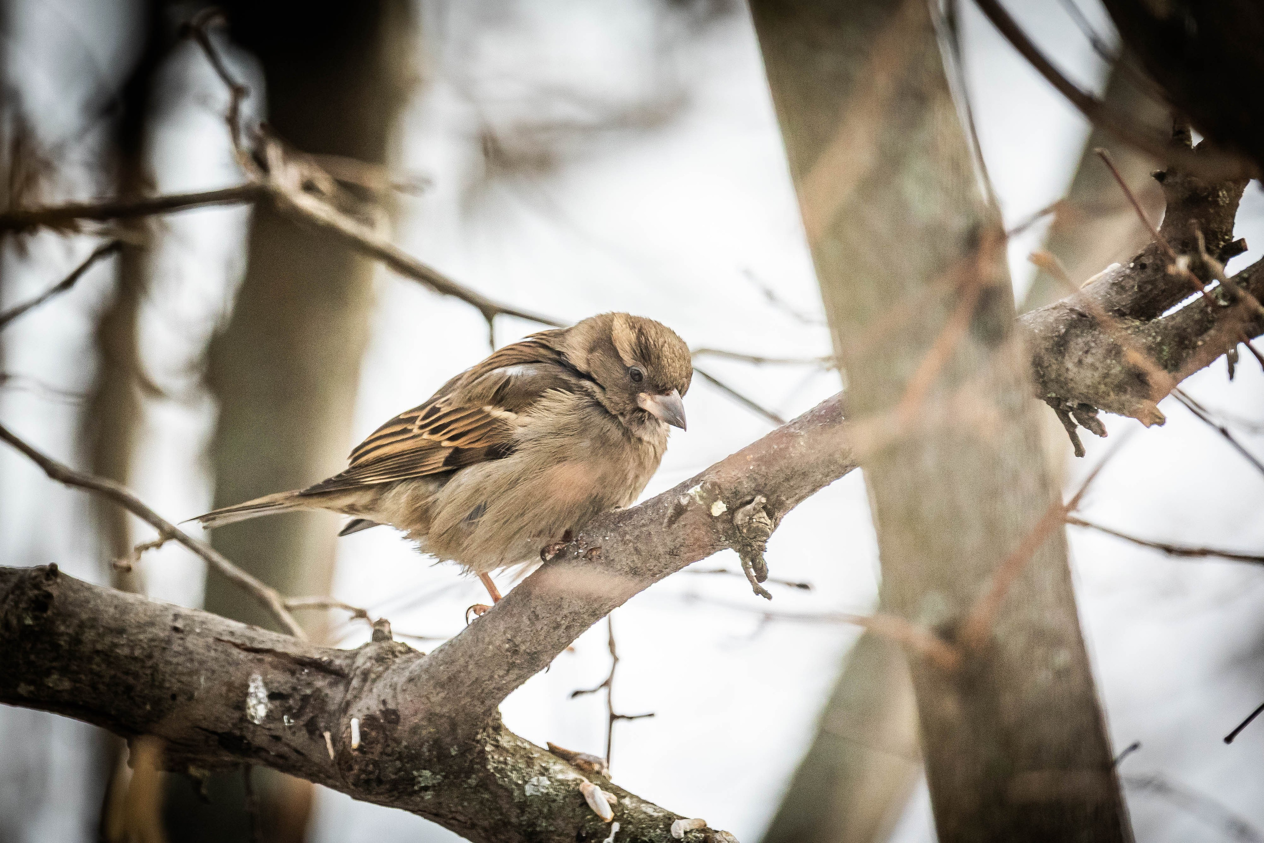 Дикий животный мир. Фотограф-АниМалист Анна Абрамова