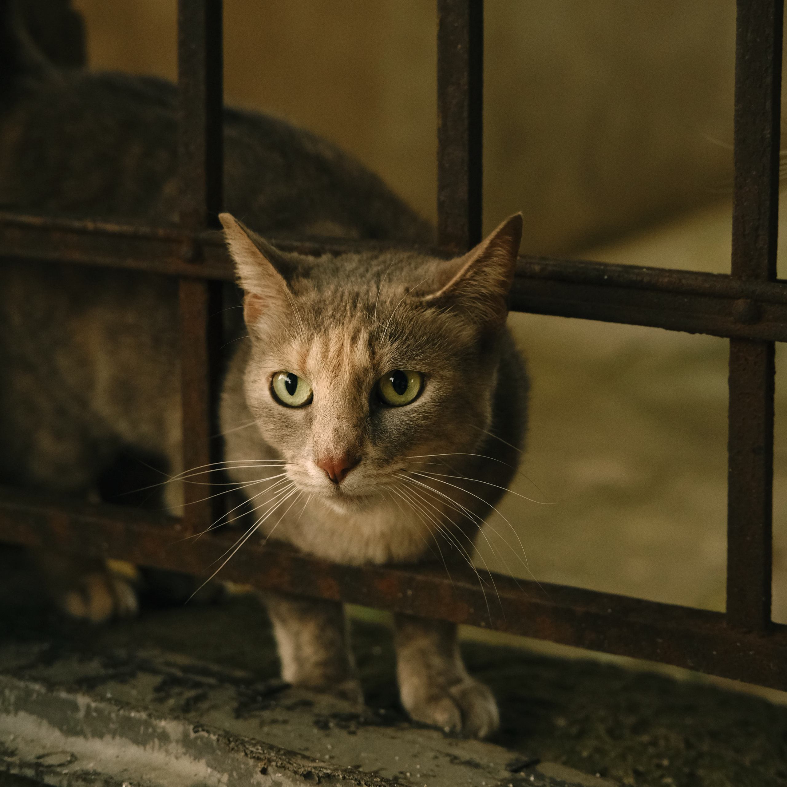 Animals. Sasha Shu — retoucher and photographer