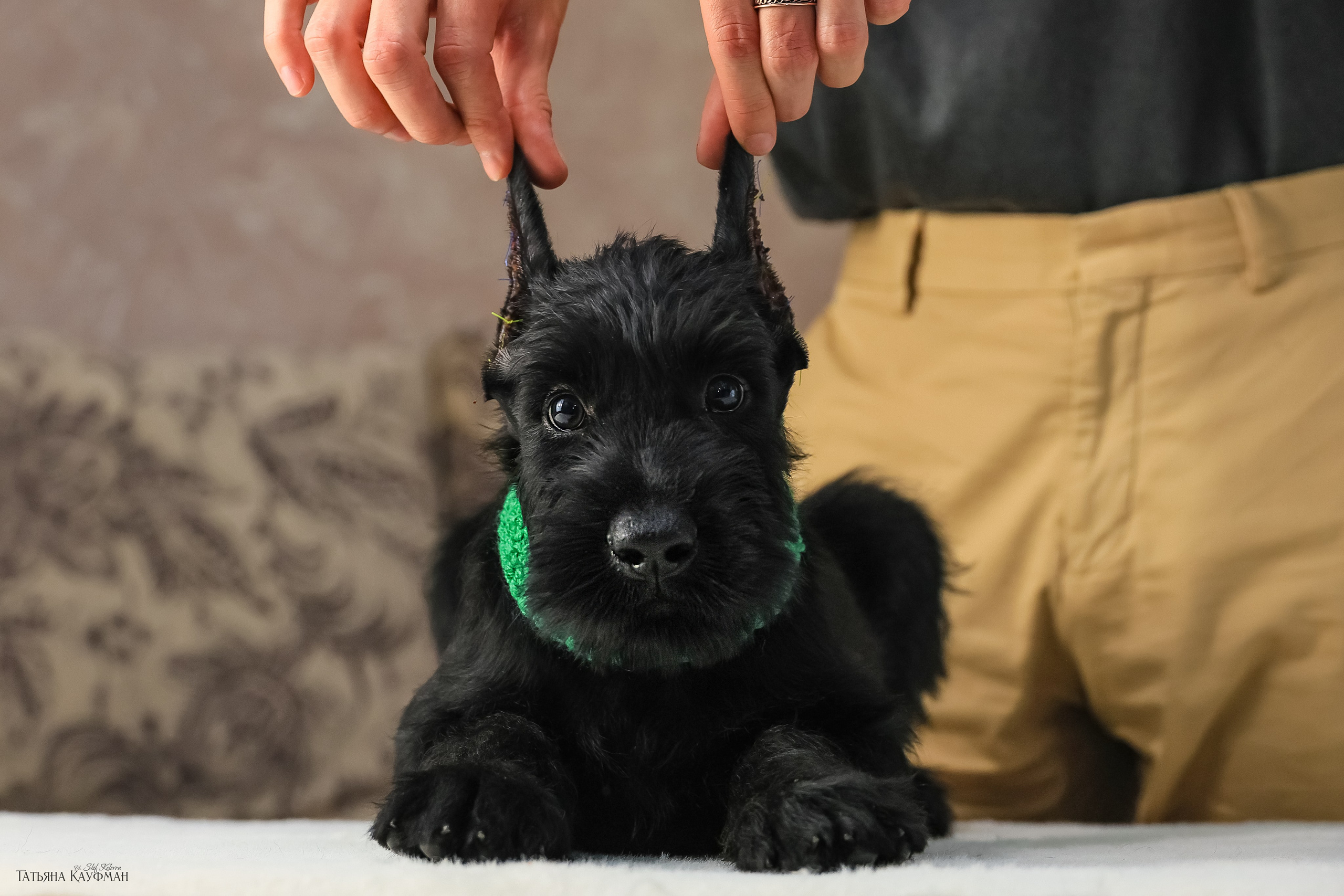 Ризеншнауцеры 2 месяца. Фотограф Анималист из Новосибирска Татьяна Кауфман