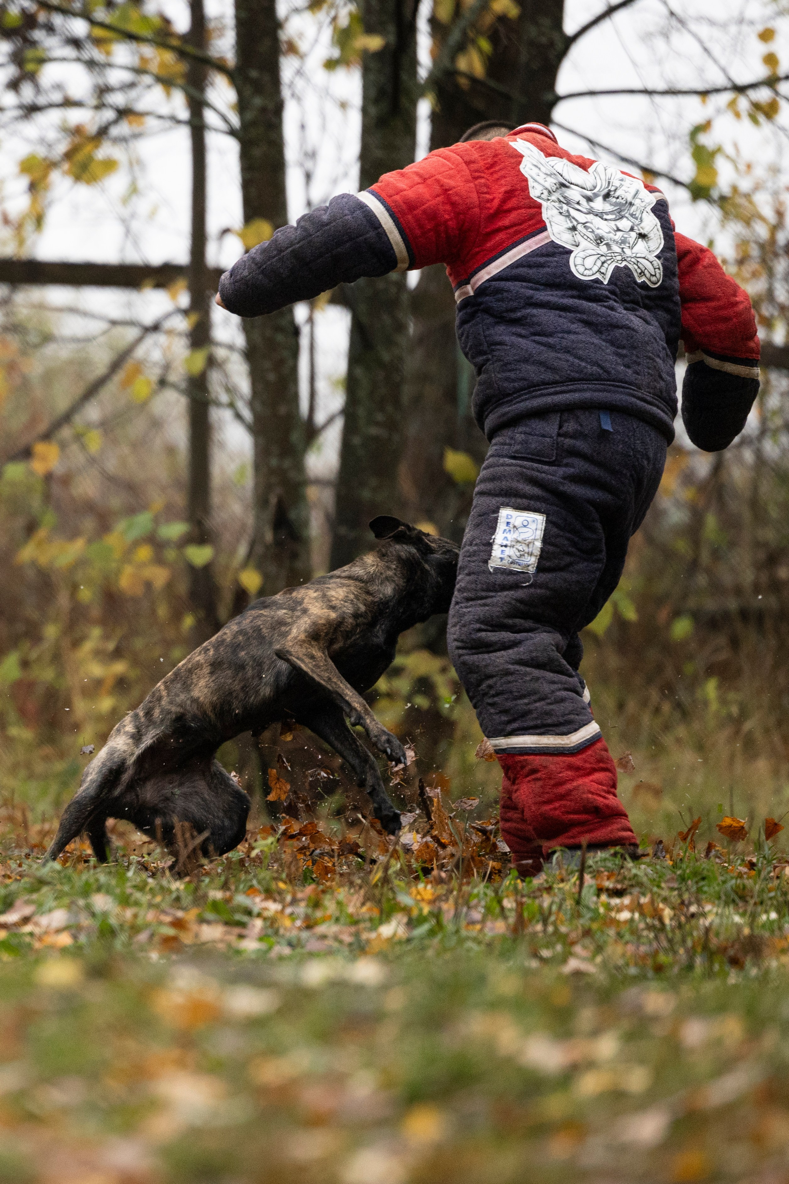 Соревнования по Мондьорингу г. Вологда. Фотограф-анималист Анна Маринич
