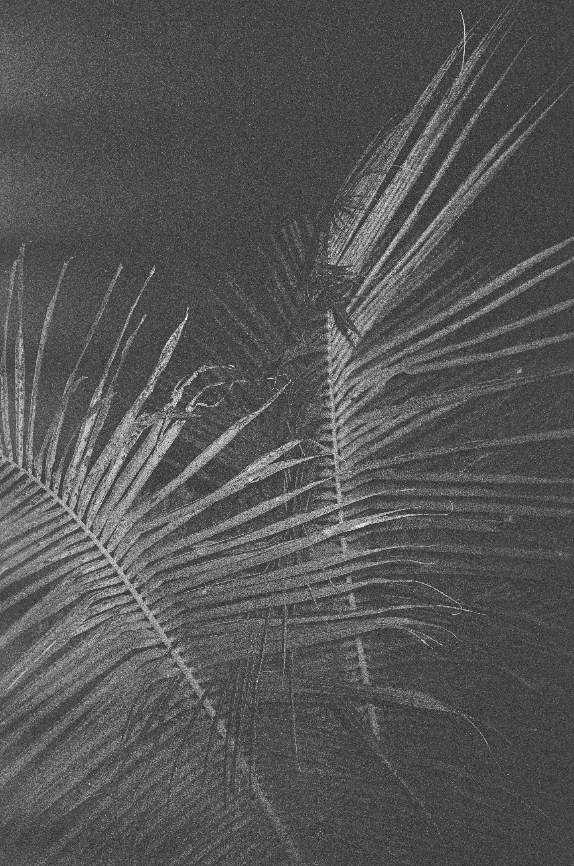 Who u are?. Carolinetru