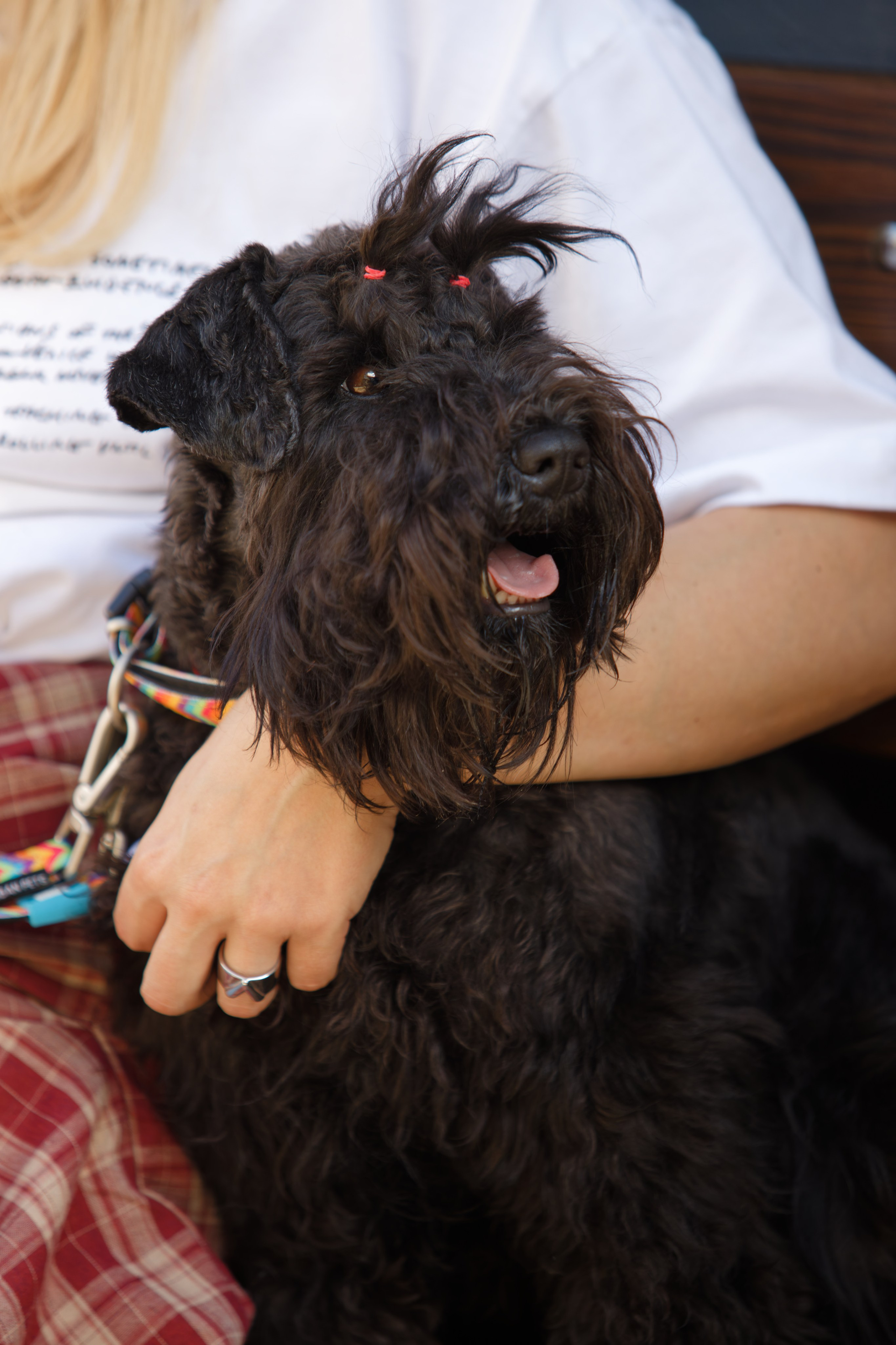 Вечеринка для собак Oh my dog 20.07.2025. Репортажный и спортивный фотограф в г. Пермь Зильберг Павел