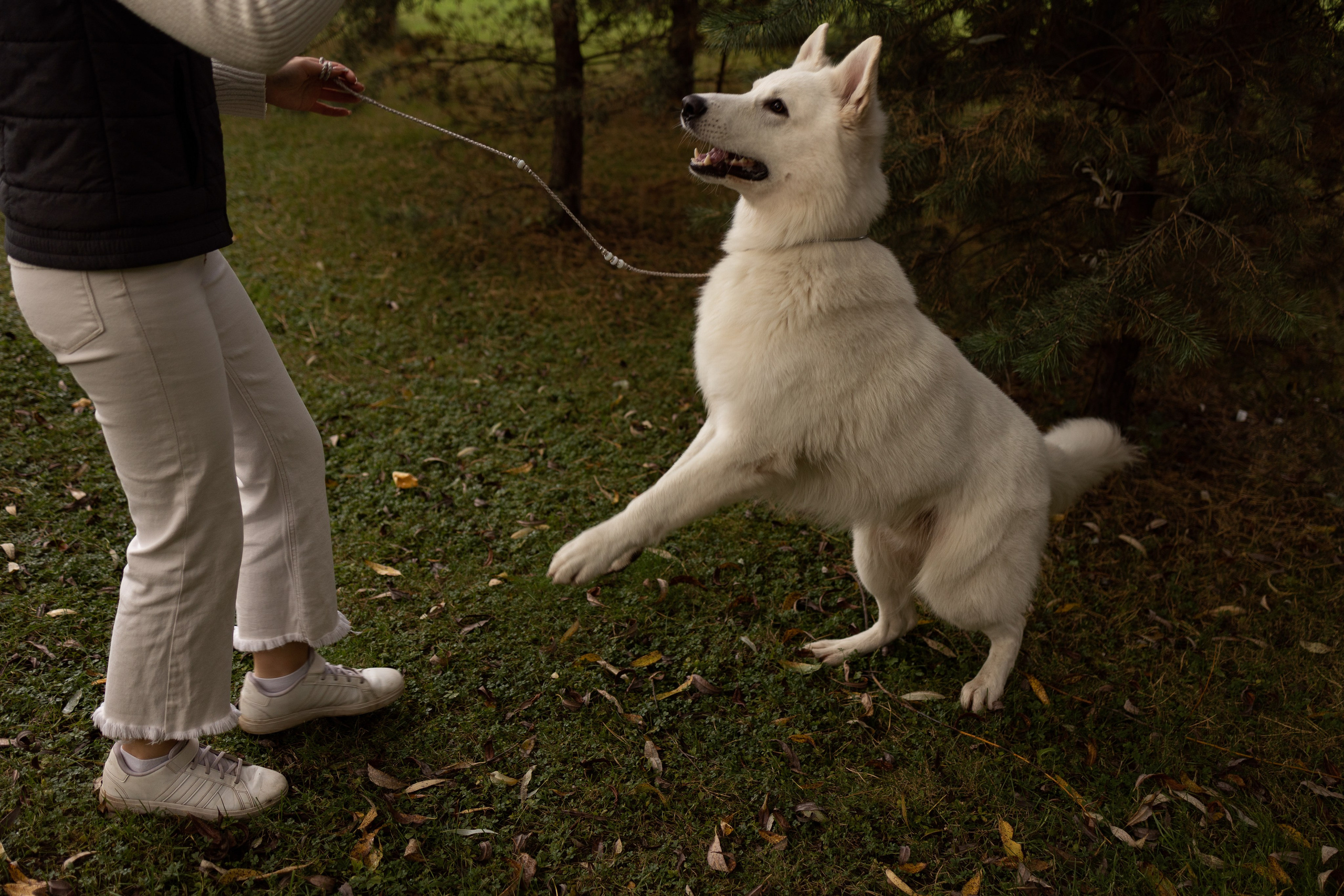Алина и Райден. Фотограф — Анималист Наталья Тямушева