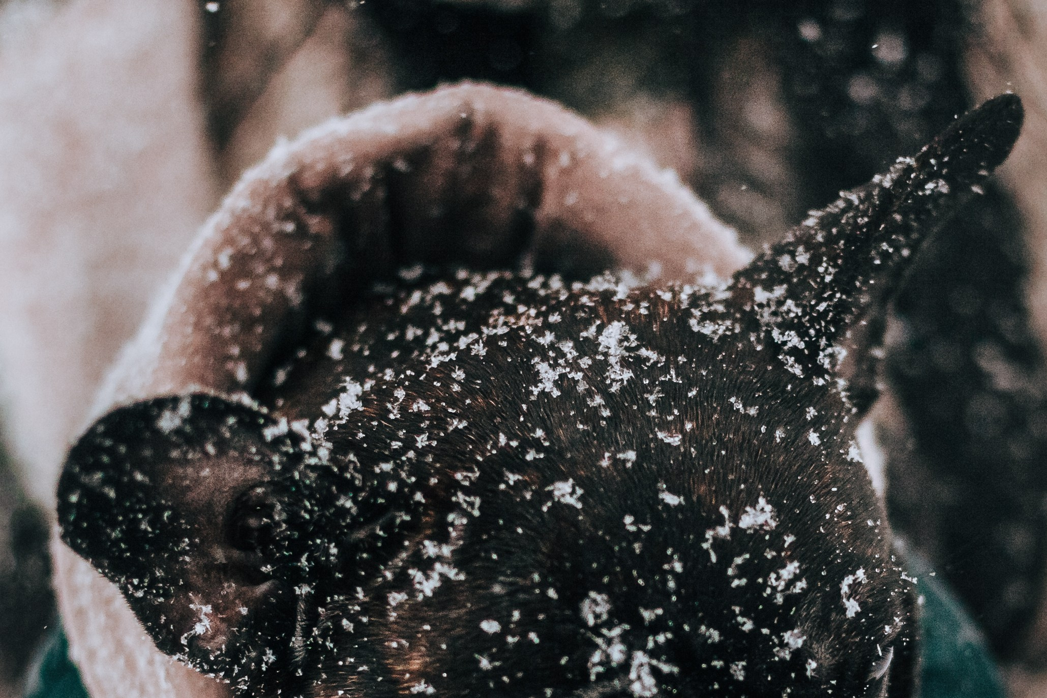 Кантри Хаус. Фотограф-анималист Татьяна Степанова